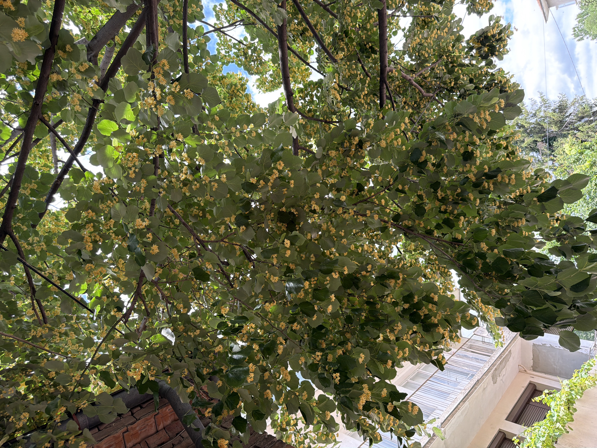 The image shows a close-up, upward view of a tree canopy filled with green leaves and clusters of small, yellow flowers. The branches of the tree are dark brown. In the background, a light-colored building with balconies and windows is visible on the left. A portion of a red brick wall is also present on the far left. In the upper right portion of the image, the sky with white clouds is visible through the foliage. The scene is likely in Pazardzhik, Bulgaria, given the context. There are no people or animals present in the image.
