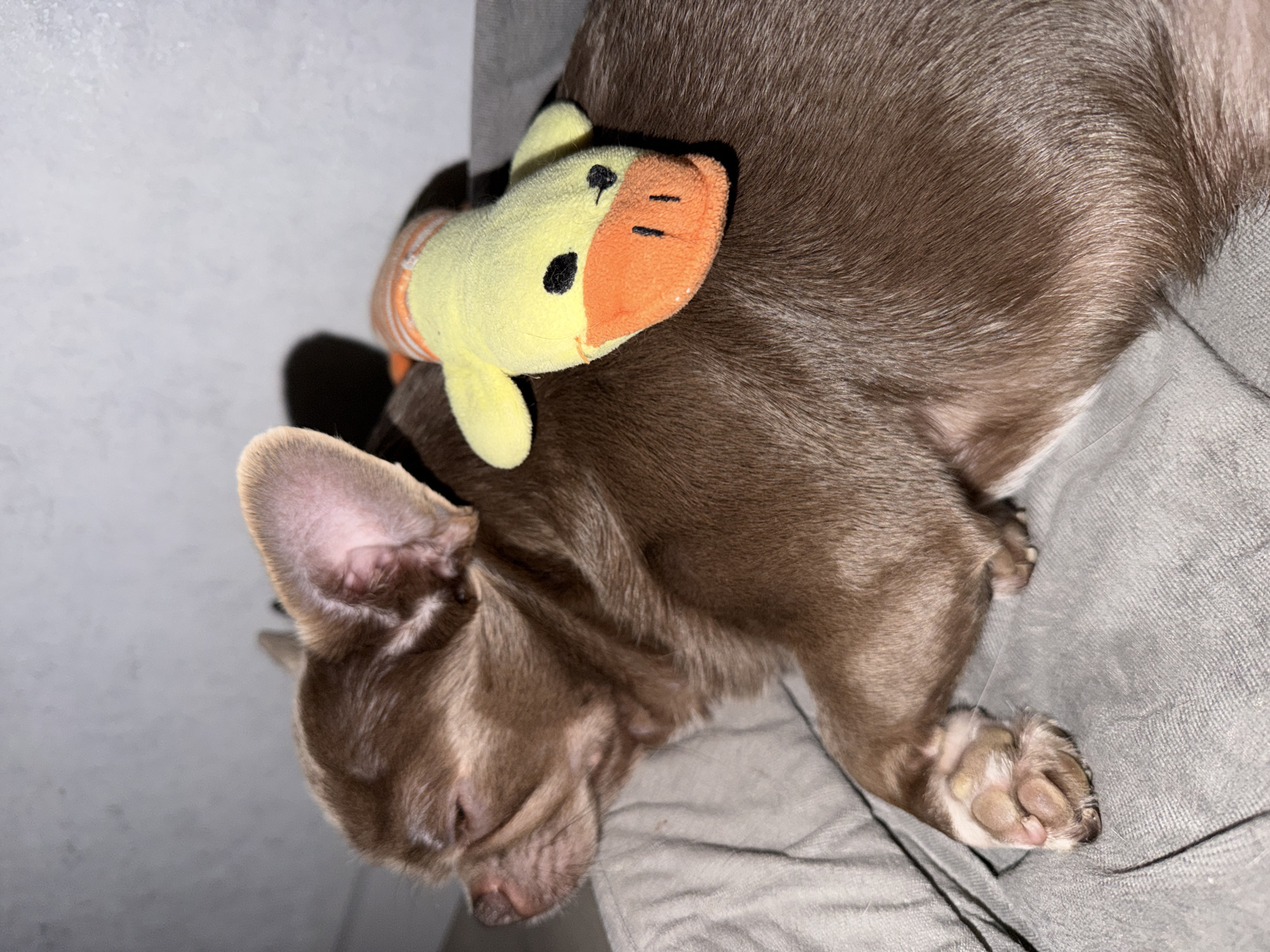 A brown chihuahua is asleep on a gray fabric surface, possibly a bed or sofa. A yellow and orange plush toy, possibly a duck, rests on the dog's back. The dog is lying on its side, with one ear visible and its paws extended. The environment appears to be indoors with dim lighting. There is no information available to associate the image with the city of Votkinsk, Russia.