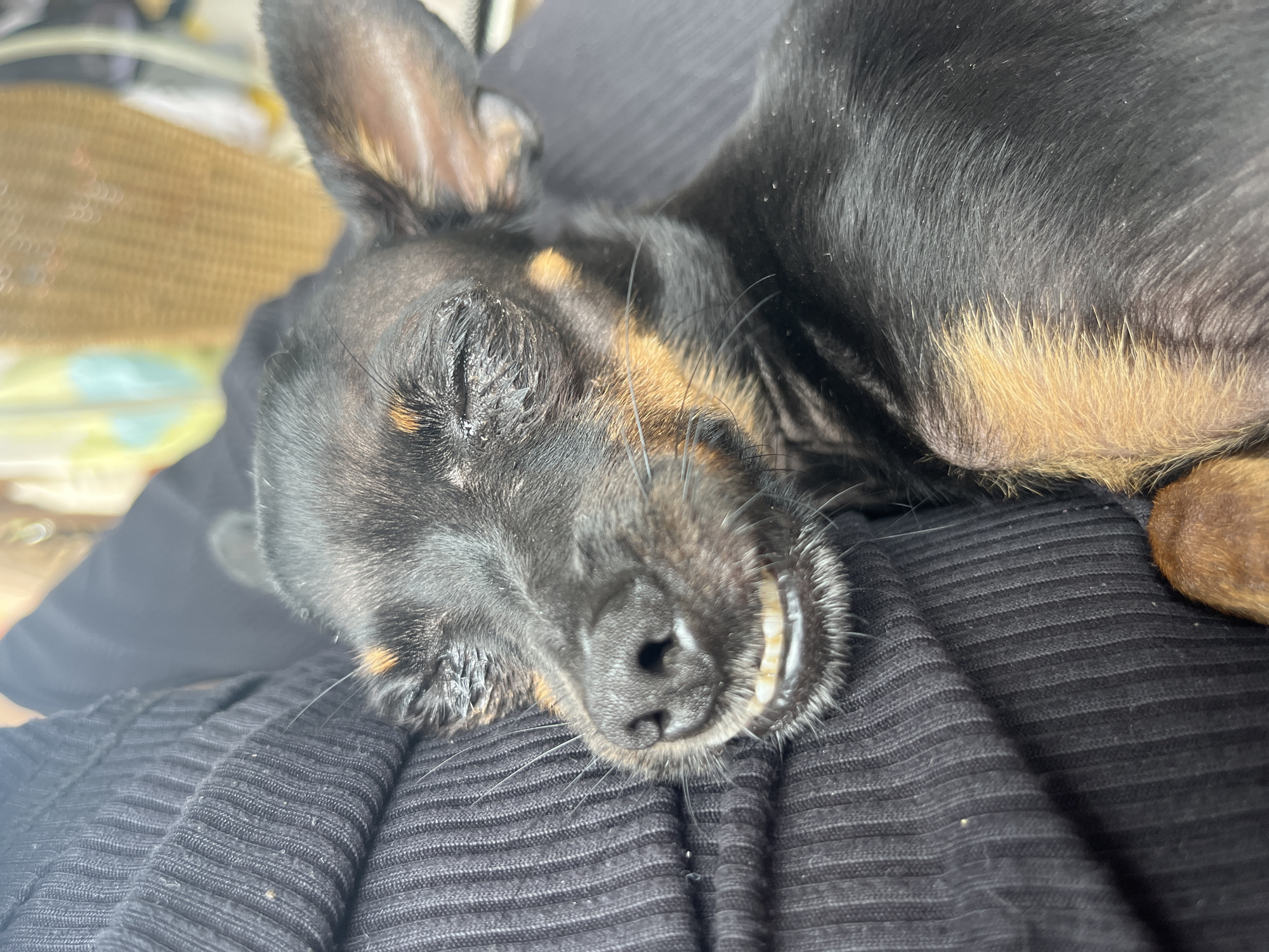 This is a close-up, eye-level, portrait shot of a small black and tan dog sleeping on a person's lap. The dog is resting against a ribbed black garment, likely clothing. Its eyes are closed, and its mouth is slightly open, revealing its teeth in a relaxed expression. The background is blurred, suggesting an indoor setting with soft lighting. The specific location in Juan Griego, Venezuela, is not determinable from the image content.