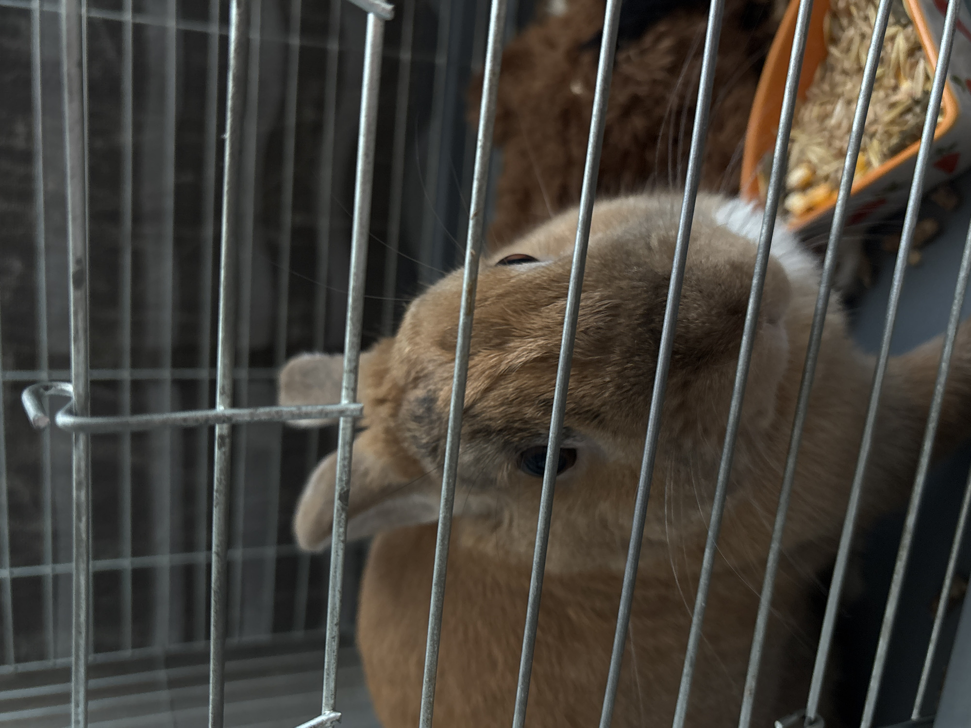 A ginger-colored rabbit is in a cage, peering through the metal bars. The rabbit's head and upper body are visible, and it appears to be looking towards the camera. Behind the rabbit, another furry creature, possibly another rabbit or a cat, is partially visible in the background. In the lower right corner, an orange food bowl filled with animal feed is situated. The cage has a grey metal frame and bars. The scene takes place indoors, likely in a home or pet store. There is no information in the image to indicate the location in the city of Shepetivka, Ukraine.