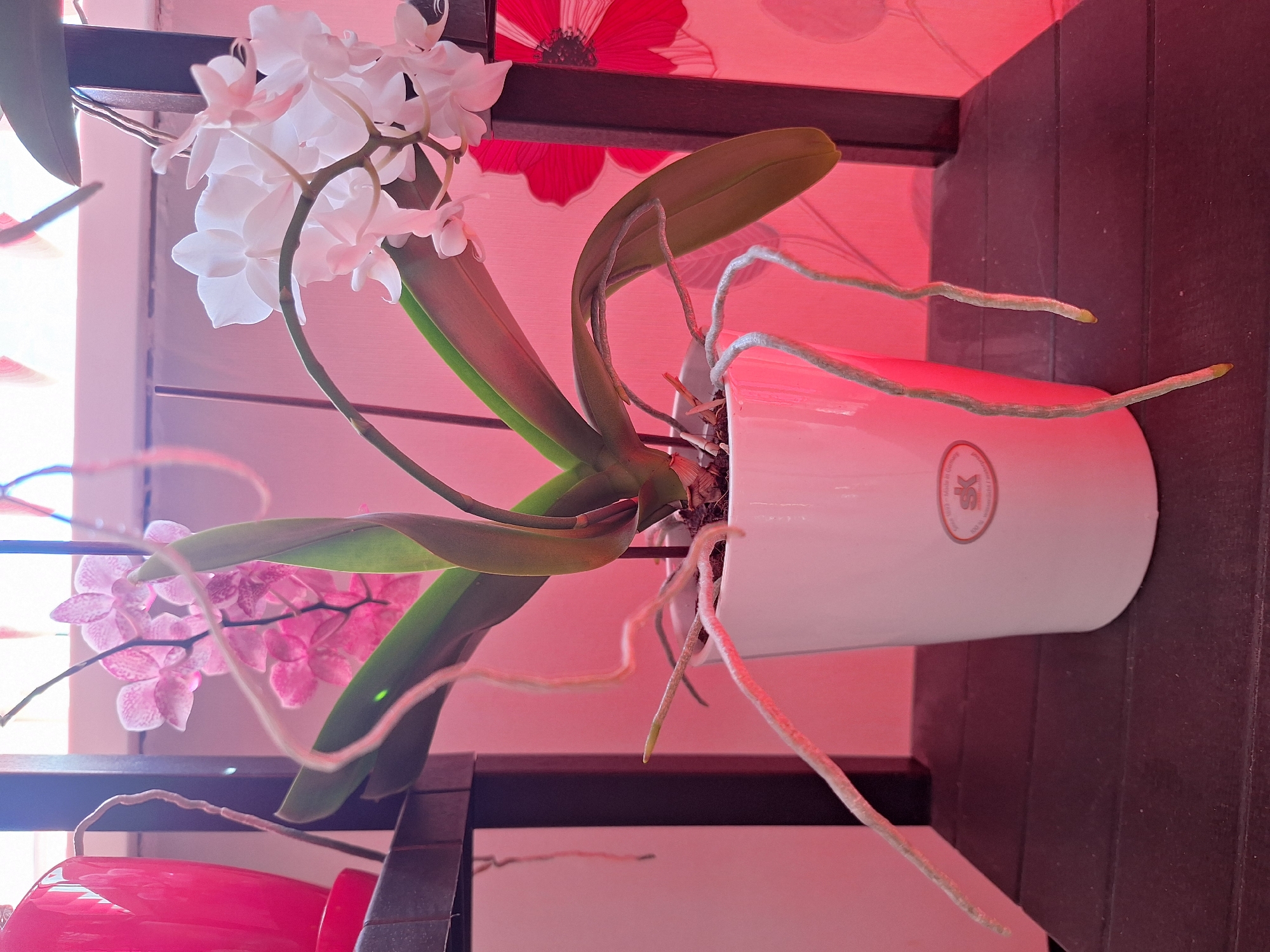 This image depicts a white orchid plant in a white pot with exposed, aerial roots. The orchid has both white and pink blossoms, with several stems emerging from the leaves. The plant is situated on a dark wooden shelf. In the background, there is a red vase to the left and a red floral pattern on the wall to the right. The scene is illuminated by a pinkish-red light, suggesting artificial lighting or a specific time of day with colored light. The overall environment appears to be indoors, possibly on a windowsill or shelf within a residential setting in Varna, Bulgaria, given the context provided. There are no people or actions visible in the image.