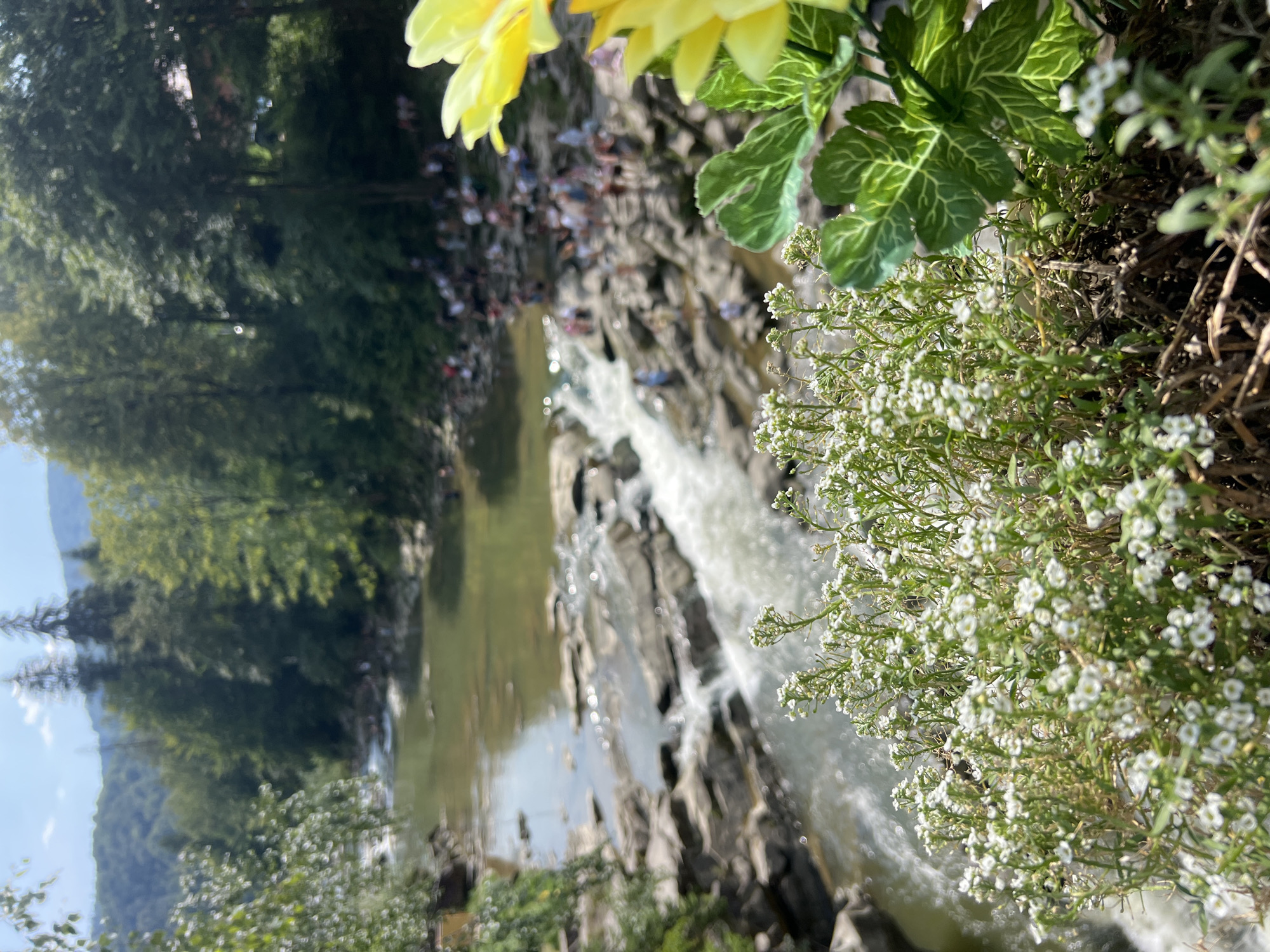The image depicts a scenic view of the Prut River in Yaremche, Ukraine. In the foreground, a cluster of delicate white wildflowers and a few large yellow artificial flowers are visible, with green leaves partially obscuring the view. The river flows over rocky rapids, creating white water. On the far bank of the river, numerous people are gathered amongst the rocks, some appearing to be wading or interacting near the water. The background features a dense forest with tall trees, and rolling hills under a bright, partly cloudy sky. The overall impression is a popular tourist spot on a sunny day.