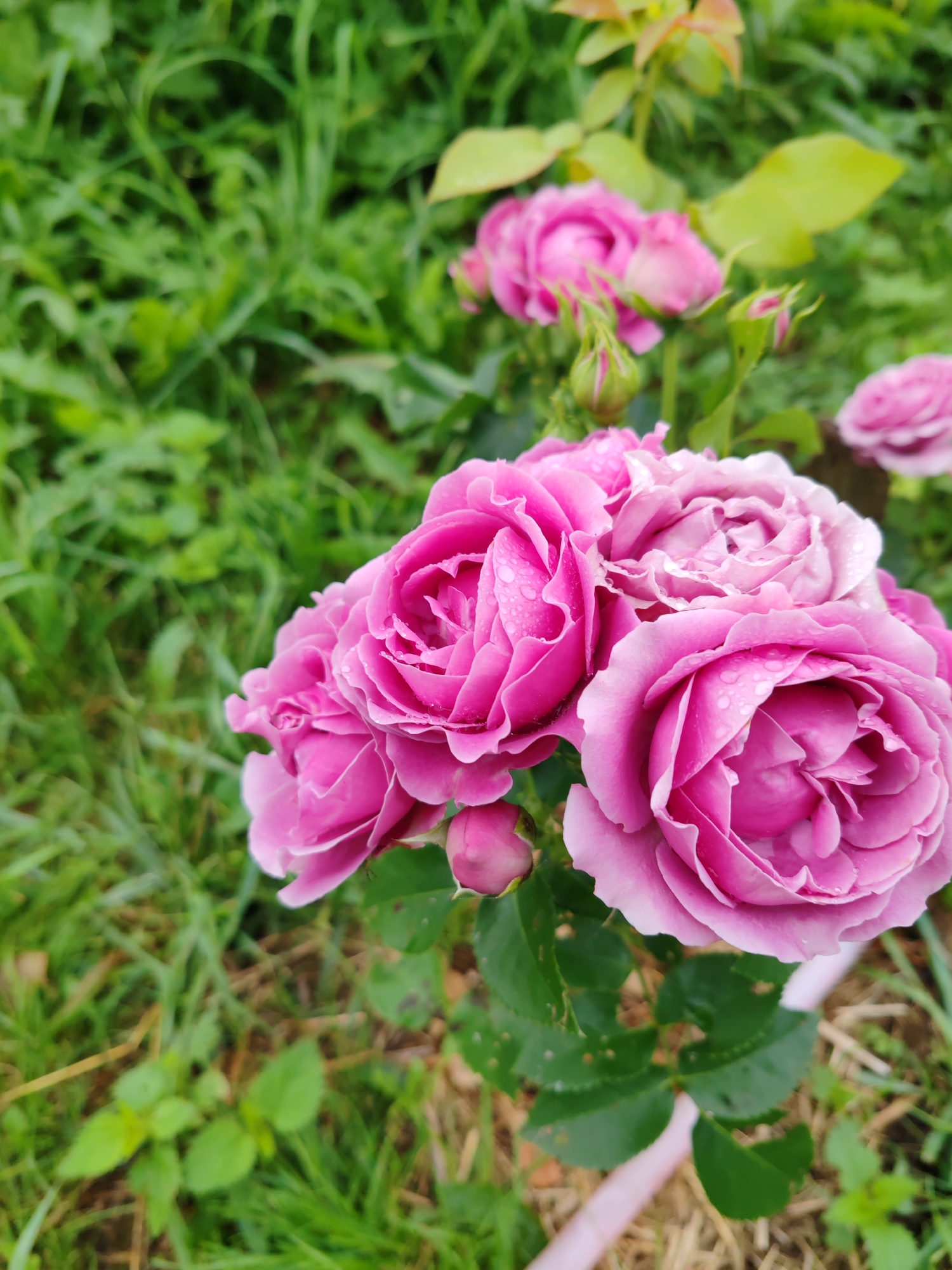 A close-up, eye-level shot captures a cluster of pink roses, some in full bloom and others as buds, adorned with water droplets. The roses are situated in a garden setting, with lush green grass and some dry straw visible in the background. The image does not contain any people or specific landmarks that would indicate a location within the city of Чухлэм, Russia.