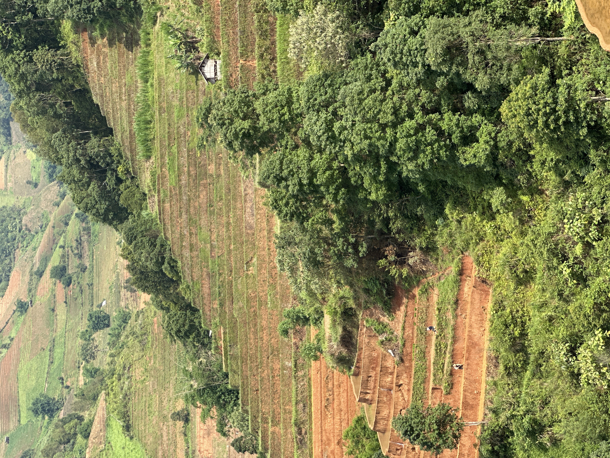 This high-angle, wide shot captures a vibrant agricultural landscape in Lao Chai, Vietnam, dominated by extensive terraced fields and lush green forests. The scene presents a series of sloping hillsides meticulously carved into numerous horizontal farming tiers.
The terraced fields display a mosaic of colors and textures; many sections show reddish-brown, freshly tilled earth, while others are covered with young, bright green crops, indicating various stages of agricultural growth. These fields extend far into the background, showcasing the scale of cultivation across the hills.
A dense canopy of dark green trees forms a prominent border along the upper right and mid-left sections of the image, appearing as a natural forest or heavily wooded area. Scattered smaller trees and bushes also dot the landscape, particularly around the edges of the terraces and on less cultivated slopes.
A small, rustic wooden shack or hut with a light-colored roof is nestled among the terraces in the upper-middle left portion of the frame. In the lower right of the image, two human figures are visible, working on one of the reddish-brown terraced plots, likely engaged in planting, tilling, or tending to crops. A small, dark bird is also seen flying or perched above the terraced fields on the right side.
The image is captured in bright daylight under clear skies, indicated by the strong illumination and lack of cloud cover, highlighting the vivid greens and browns of the natural environment. The terraced topography is characteristic of mountainous agricultural regions like Lao Chai. There is no visible text in the image.