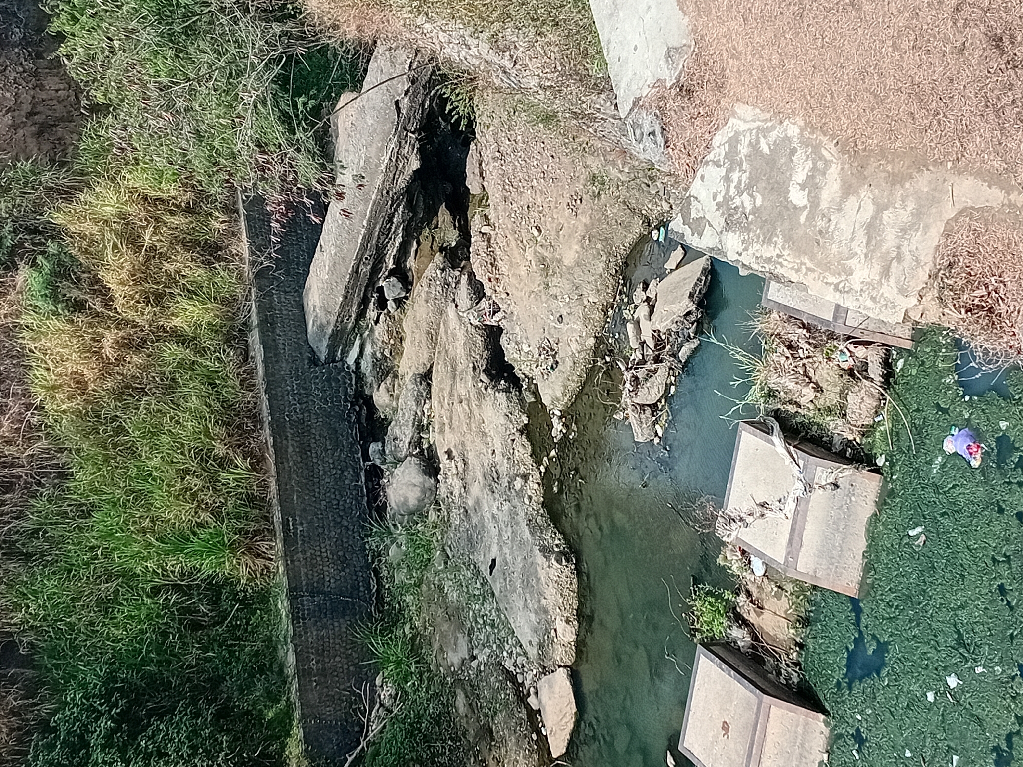 The image shows a concrete channel with a shallow, murky green stream flowing through it. The channel is lined with stone walls and overgrown with dense vegetation, including tall grasses and trees. Several concrete slabs and broken pieces of concrete are scattered within the channel, suggesting a state of disrepair. In the foreground, the stream is covered with a thick layer of green algae and debris, including plastic waste. Two square concrete structures, possibly part of a bridge or embankment, are partially submerged in the water. A small, colorful object, possibly a toy or discarded clothing, floats on the surface of the algae-covered water. The surrounding environment appears dry and overgrown with sparse vegetation. This scene depicts a neglected urban waterway in Gebog, Indonesia, likely experiencing pollution and infrastructural decay.