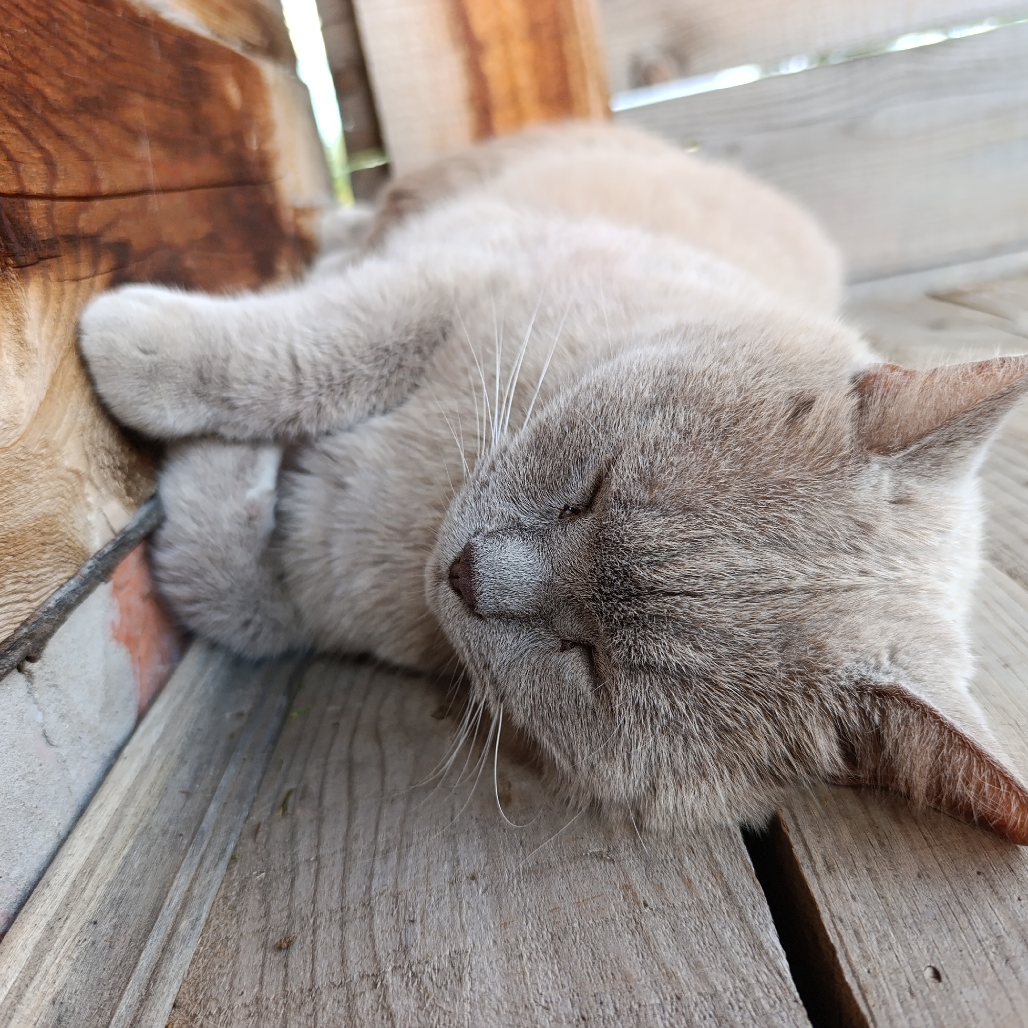 A light brown cat is sleeping on a wooden surface. The cat is curled up on its side with its eyes closed and its paws tucked in. Its fur is soft and fluffy, and its tail is curled around its body. The wooden surface appears to be weathered and worn, with visible grain and texture. There are also some hints of brick and a wooden beam in the background, suggesting an outdoor or rustic setting. The lighting is natural and soft, casting gentle shadows on the scene. The location is specified as Dubovaya, Russia, which implies a Russian setting.