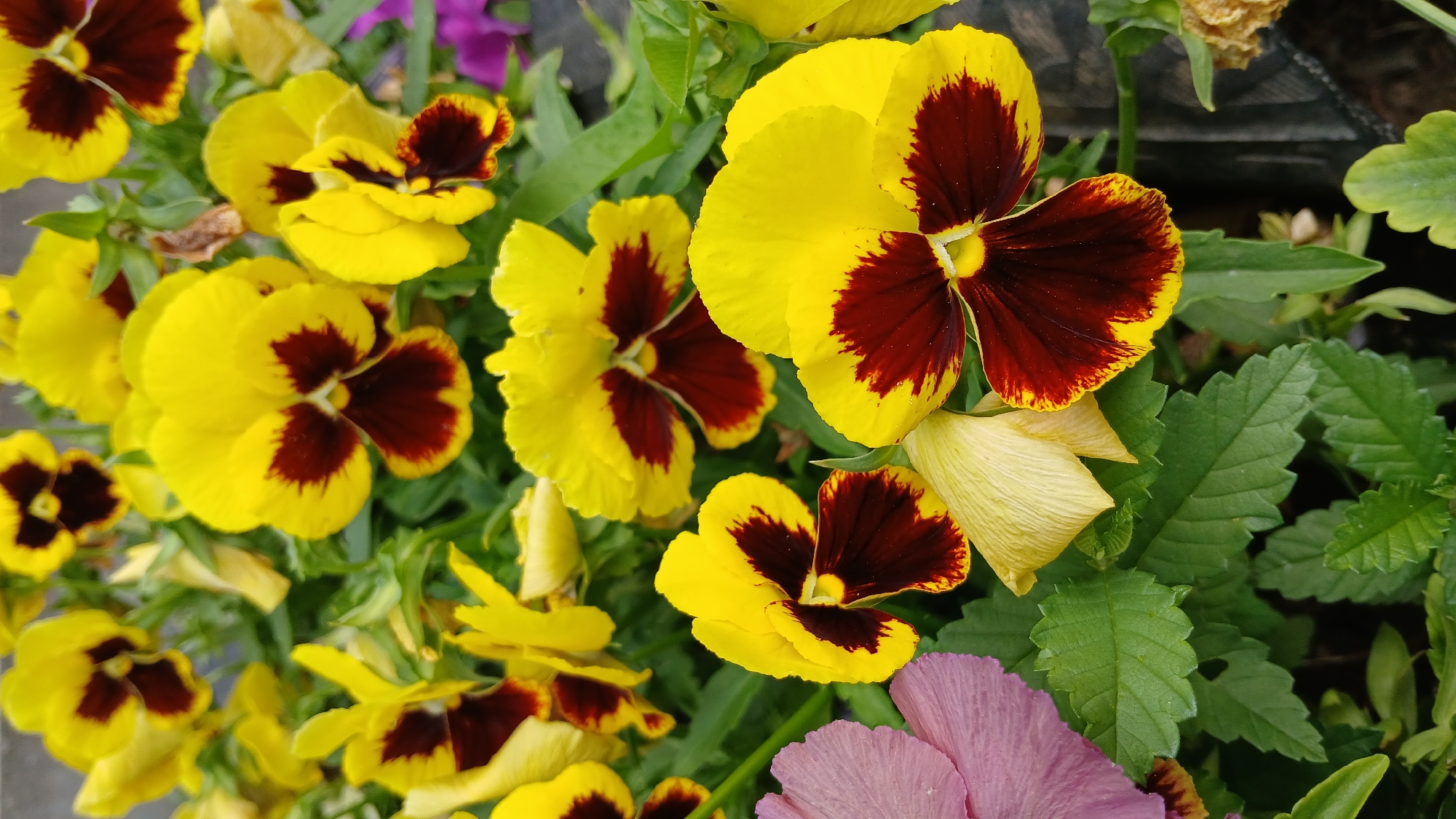 A close-up, vertical shot shows a cluster of yellow pansies with dark red centers. The flowers are in full bloom and arranged closely together. Some of the pansies have slight wilting on their petals. Green leaves and stems form a lush backdrop. A hint of a purple flower is visible in the upper right background. The scene appears to be outdoors in a garden or park setting. There is no specific indication of its location within Oral, Kazakhstan.