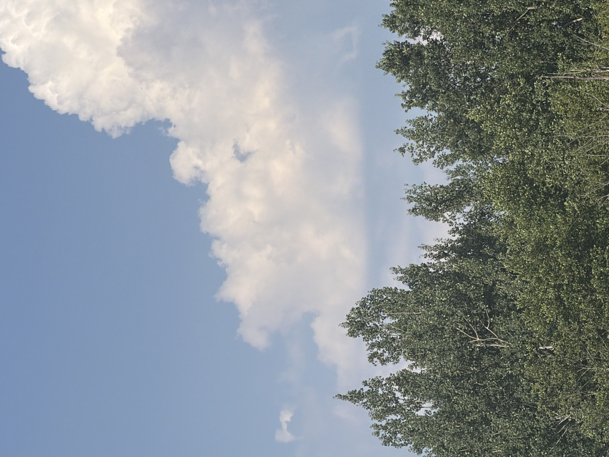 The image shows a close-up view of a tree canopy against a blue sky with scattered clouds. The leaves of the tree are a vibrant green, suggesting it is a warm season. The sky is a clear blue with fluffy white clouds that are partially obscuring the sky in the upper left portion of the image. The image is taken from a low angle, looking upwards towards the sky and the top of the tree. The composition is split diagonally, with the sky occupying the left half and the tree canopy the right half. There are no people or objects visible in the image. The overall mood is peaceful and natural, evoking a sense of a clear day in a rural or park-like setting. The time of day appears to be daytime, likely mid-morning or afternoon, given the brightness of the sky and the clear visibility of the clouds. There is no visible text in the image.