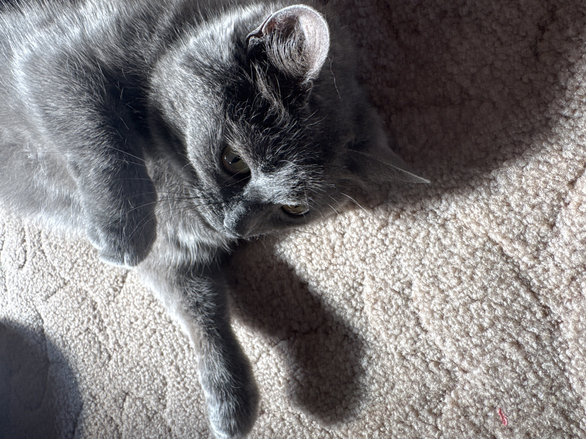 A grey cat is lying on a cream-colored carpet in a room. The cat is looking down and to the right. The sun is shining on the cat, creating a shadow on the carpet. The cat's fur is grey and appears to be soft. The cat's eyes are green and appear to be alert. The carpet is textured and appears to be a plush material. The lighting suggests it is daytime.