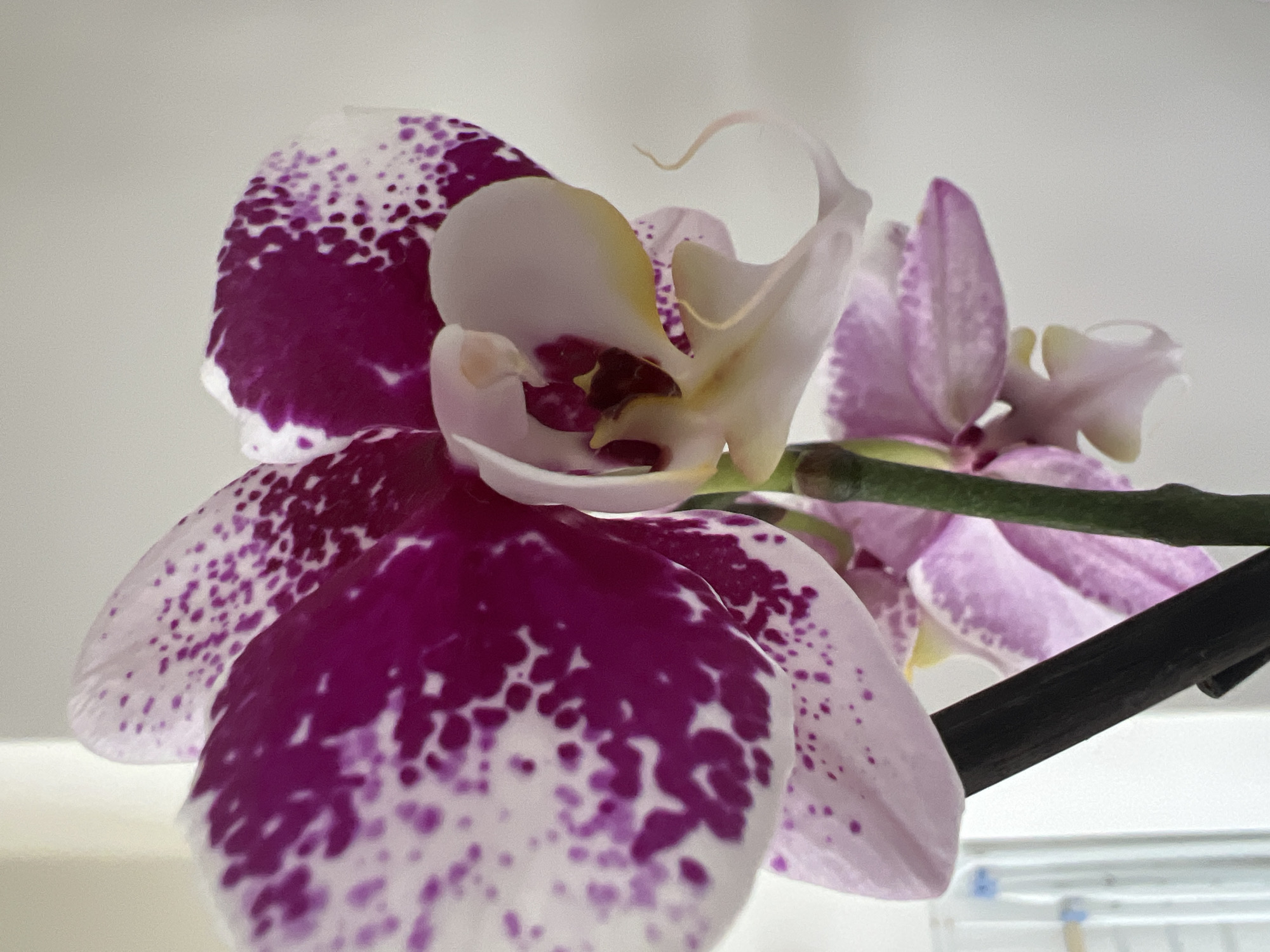 The image is a close-up, eye-level shot of a Phalaenopsis orchid with purple and white speckled petals. The orchid is in focus, with a shallow depth of field that blurs the background. The background appears to be a plain, light-colored wall. There is no discernible location within the city of Bunbeg, Ireland; the image is a generic still life. The image depicts a single orchid plant with multiple blooms. One bloom is particularly prominent, showcasing its intricate details. The orchid is supported by dark green stems. There are no people or animals present in the image. The lighting is soft and natural, highlighting the delicate textures of the petals.