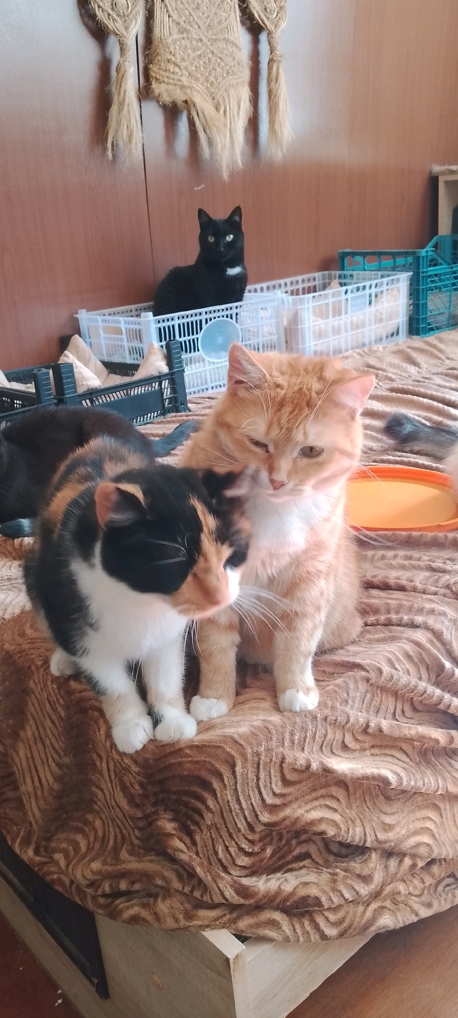 In a dimly lit room, a calico cat with black, white, and orange patches is seated on a textured brown blanket, its head turned to the left with its eyes closed. Beside it, an orange tabby cat is also seated on the blanket, facing right with its head tilted slightly down and its left eye closed. In the background, a black cat is perched on a white plastic crate, looking directly at the camera. The room appears to be an indoor domestic space, possibly a bedroom or living area, with a wooden wardrobe or cabinet in the background. The overall atmosphere is calm and domestic. There is no information to indicate the location in Belgorod, Russia.