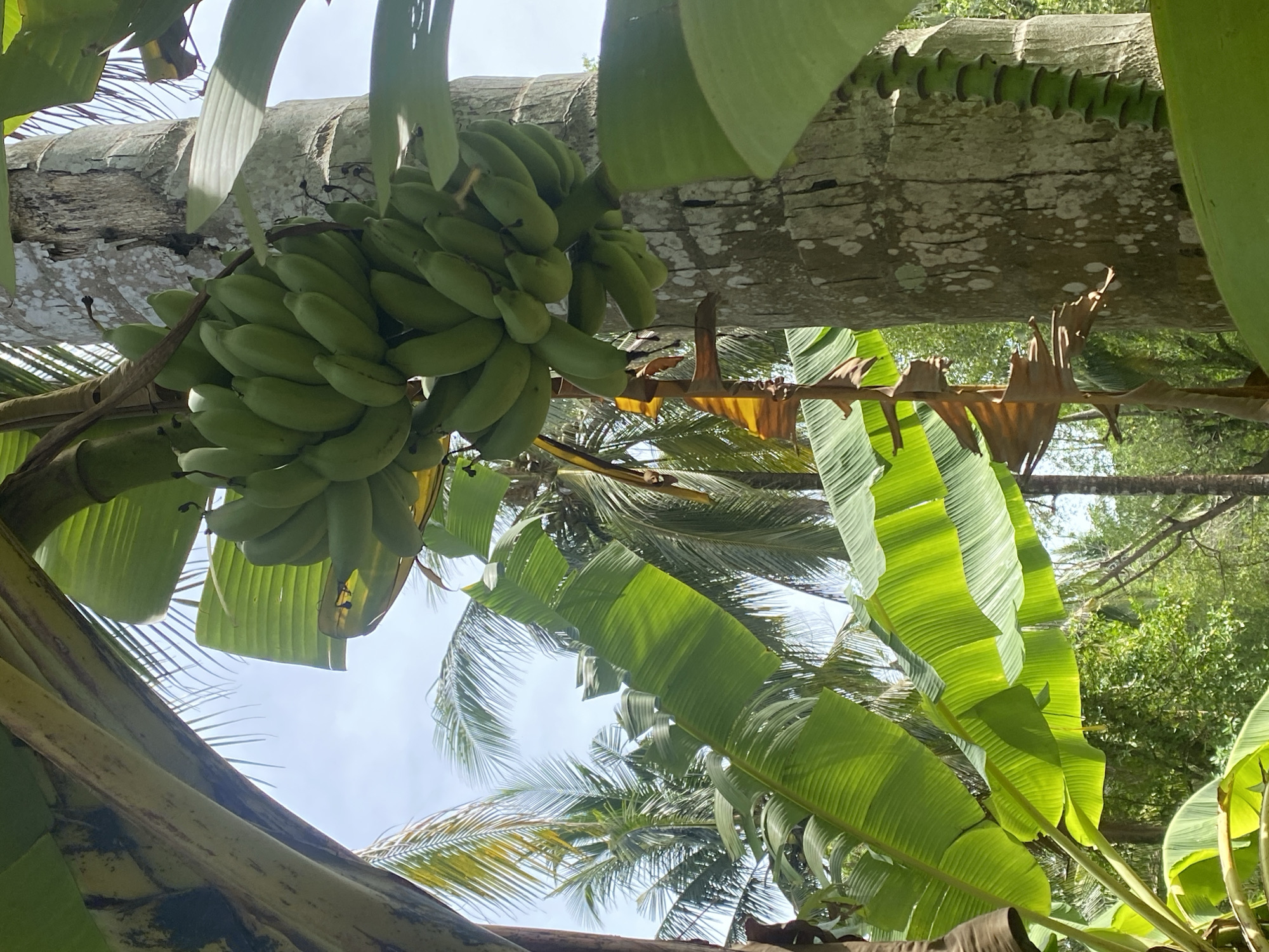 A low-angle shot of a bunch of green bananas hanging from a tree, possibly a banana tree due to the large green leaves visible. The trunk of the tree is light-colored and textured. Other trees, including palm trees, are visible in the background. The sky is visible through the leaves, suggesting an outdoor setting. The location is given as Thong Sala, Thailand. No people are visible in the image. The primary subject is the bunch of bananas. The environment is tropical, indicated by the types of trees and vegetation.