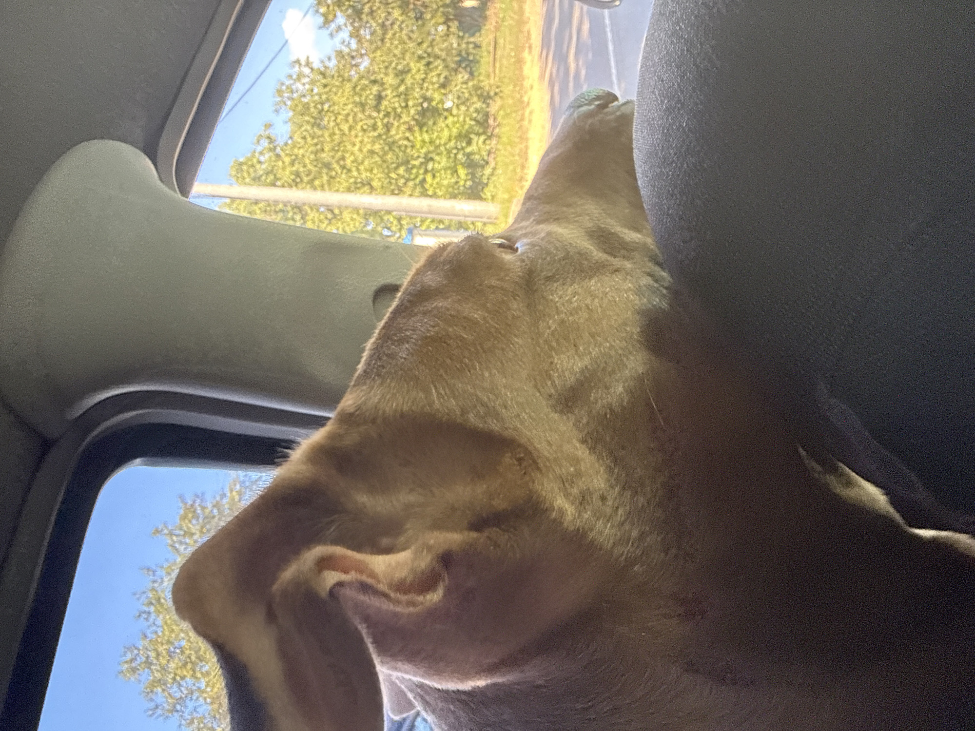 A brown dog is seen through the window of a vehicle, with its head resting on the armrest. The dog's fur is a light brown color, and its ears are floppy. Outside the window, there are trees and a blue sky with some clouds. The scene appears to be in a rural or suburban area. The location is Velykodolynske, Ukraine.