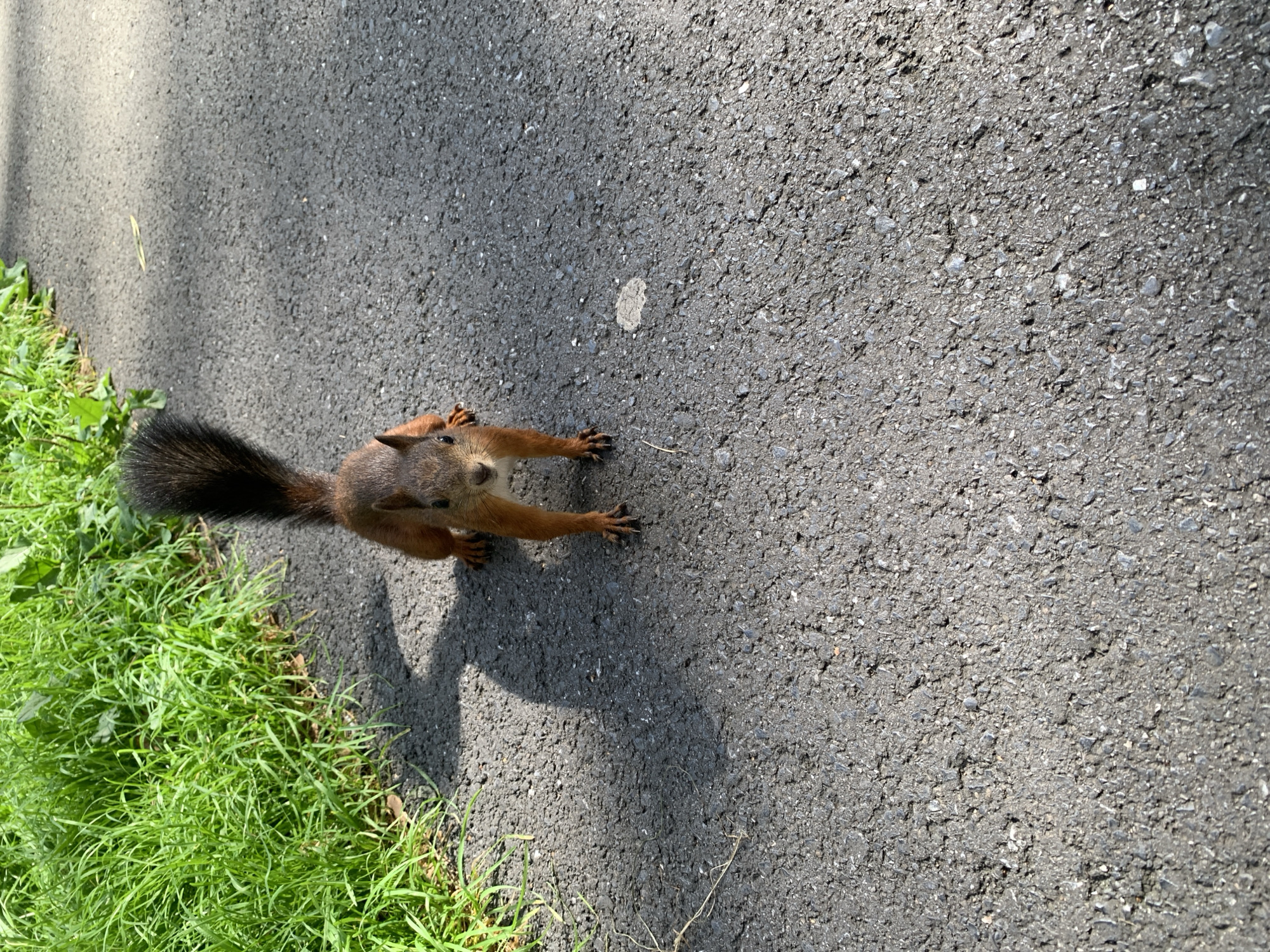 A Eurasian red squirrel stands on an asphalt path, facing the camera. The squirrel is positioned in the lower center of the frame, with its front paws on the ground and its hind legs slightly bent. Its fur is reddish-brown, and it has a bushy tail that curls upwards. To the left of the path, there is a patch of vibrant green grass and foliage. The asphalt path is dark gray and textured, with some small stones visible. A shadow of the squirrel is cast on the path to its left. The lighting suggests it is a sunny day. The image is a close-up shot, focusing on the squirrel and its immediate surroundings. The specific location in Prokopyevsk, Russia is not discernible from the visual information provided in the image.