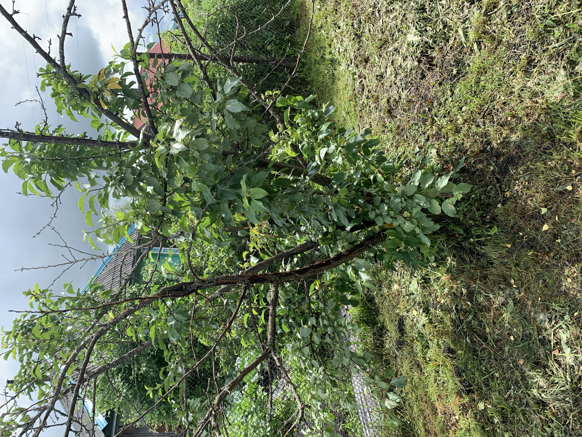 A medium shot captures a young, leafy tree, likely an apple tree, with several dead branches, in the backyard of a rural house in Barsai, Russia. The tree is located in the center of the frame, with a green and blue roof of a wooden house visible behind it. The ground around the tree is covered in mowed grass and some fallen leaves. The sky is overcast and cloudy. The image appears to have been taken on a bright, overcast day.