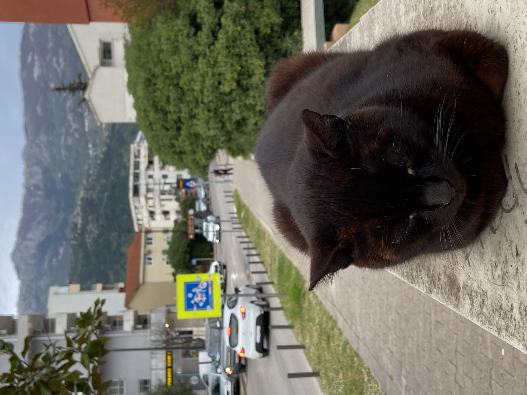 A black cat rests on a stone ledge overlooking a street in Budva, Montenegro. The cat is the central subject, appearing relaxed. In the background, a street lined with buildings and trees is visible. Cars are parked along the street. Distant mountains are visible, adding to the city landscape. A pedestrian crossing sign is visible near parked cars.