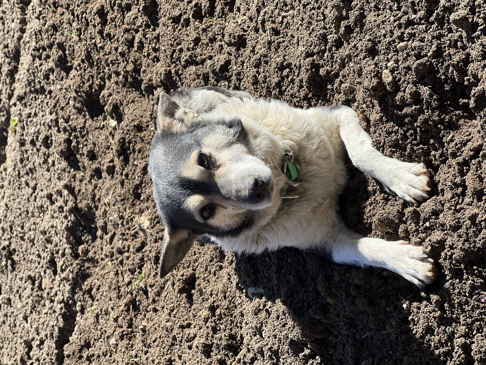 A medium-sized dog lies on its side in freshly tilled soil. The dog has a dark gray head, a white and gray neck and chest, and white paws. It is wearing a green collar. The soil is dark brown and clumpy. The scene is bathed in sunlight. The location is Kornitsa, Bulgaria.