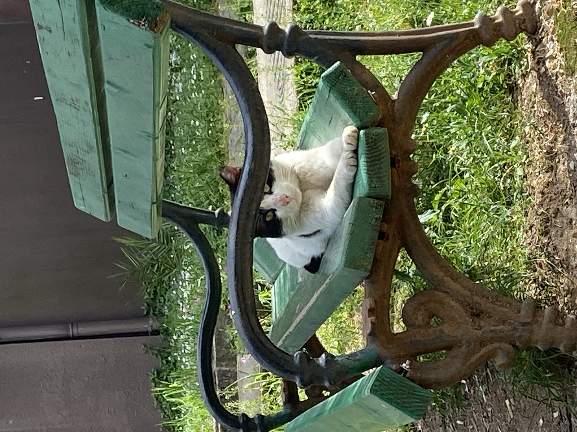 A black and white cat is depicted resting on a weathered park bench in an outdoor setting, likely a garden or park, in Budva, Montenegro. The cat, with prominent black patches on its head, back, and tail contrasting with its white fur, is lying comfortably on the green wooden slats of the bench. Its head is turned, and it looks directly at the viewer with an apparently relaxed expression, its front paws slightly raised.
The bench features green painted wooden slats for the seat and backrest, which show signs of wear and age, with some paint degradation. The bench's support structure is made of dark, ornate metal, possibly cast iron, with decorative scrolled designs. The metal appears dark, potentially from paint or weathering.
The background primarily consists of vibrant green grass and various foliage, including small white and purple flowers, indicative of a lush natural environment. To the left, behind the bench, a dark, muted structure, possibly a wall or part of a building, is visible, along with a gutter or pipe running along it. The scene is brightly lit by natural daylight, suggesting a sunny day. No text is visible in the image.
