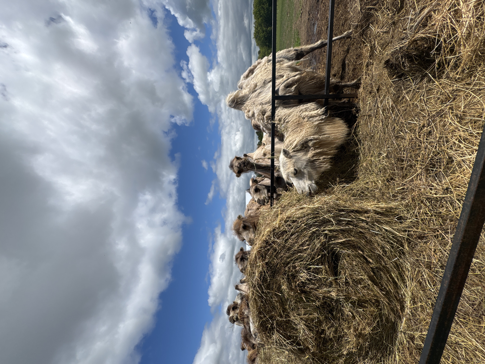In the city of Tri Ozera, Russia, a herd of camels is gathered around a large bale of hay. The camels, predominantly of the Bactrian variety with their characteristic two humps, are in various stages of consuming the hay. Their shaggy, cream-colored fur is visible, and some appear to be shedding. The ground is covered in scattered hay and dirt, indicating an outdoor enclosure. A black metal fence runs horizontally across the lower portion of the image, separating the viewer from the animals. The sky above is a vibrant blue with dramatic, fluffy white clouds, suggesting a bright, possibly windy day. In the background, a line of green trees marks the horizon, with a hint of a building behind the camels on the right. The overall scene depicts a pastoral setting within a rural or semi-rural area of Tri Ozera.