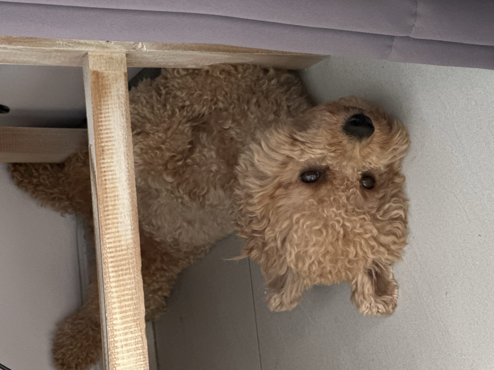 A light brown, curly-haired poodle is lying on its back on a light gray tiled floor, partially underneath a light-colored wooden shelf. The dog's head is turned to the side, with its nose pointed towards the viewer. Its eyes are visible and appear to be looking upwards. The dog's body extends further back under the shelf. To the right of the dog and shelf, a section of a lilac-colored curtain is visible. The scene is indoors, potentially in a home environment in North Kuta, Indonesia.