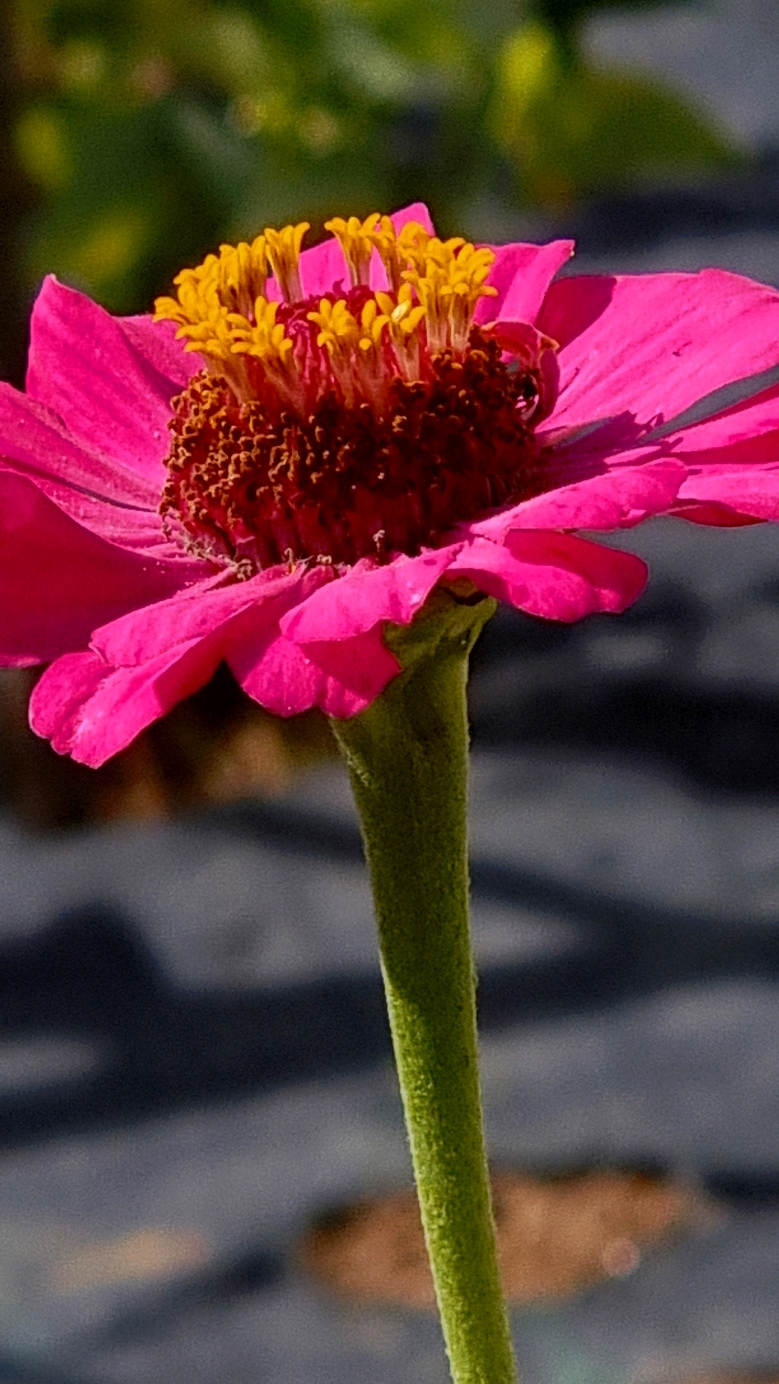 A close-up, vertical, eye-level shot focuses on the center of a vibrant pink zinnia flower. The flower's petals, a bright fuchsia, are layered and slightly curved, with delicate edges that catch the light. At the heart of the bloom, the receptacle is a deep reddish-brown, covered in tightly packed structures. Rising from this central mass are numerous bright yellow stamens, each tipped with a tiny, pollen-dusted anther. The flower is supported by a thick, fuzzy green stem that extends downwards, out of frame. The background is softly blurred, with patches of green suggesting foliage and a darker, greyish area that hints at an outdoor setting, possibly a garden or park in the city of Olot, Spain. The lighting is natural, casting subtle shadows on the petals and highlighting the textured surfaces of the flower.