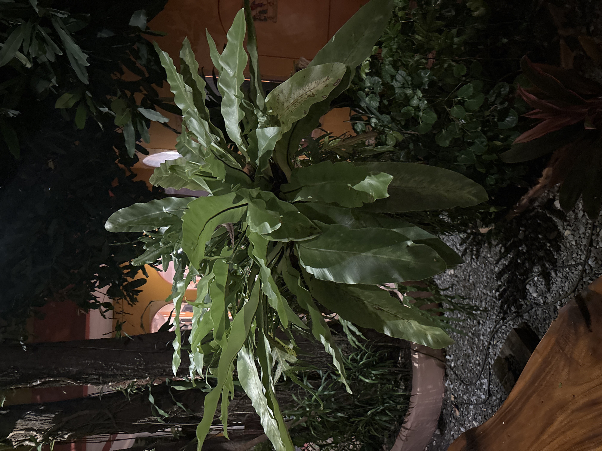 In Chalong, Thailand, at night, a bird's nest fern is prominently featured, attached to a tree. The fern has large, broad, glossy green leaves. Behind the fern, glimpses of yellow walls with arched openings suggest a building. The ground is covered in dark gravel, with some cables visible. In the foreground, a portion of a wooden bench is present. Lush green foliage surrounds the fern and the bench, adding to the natural ambiance of the outdoor setting.
