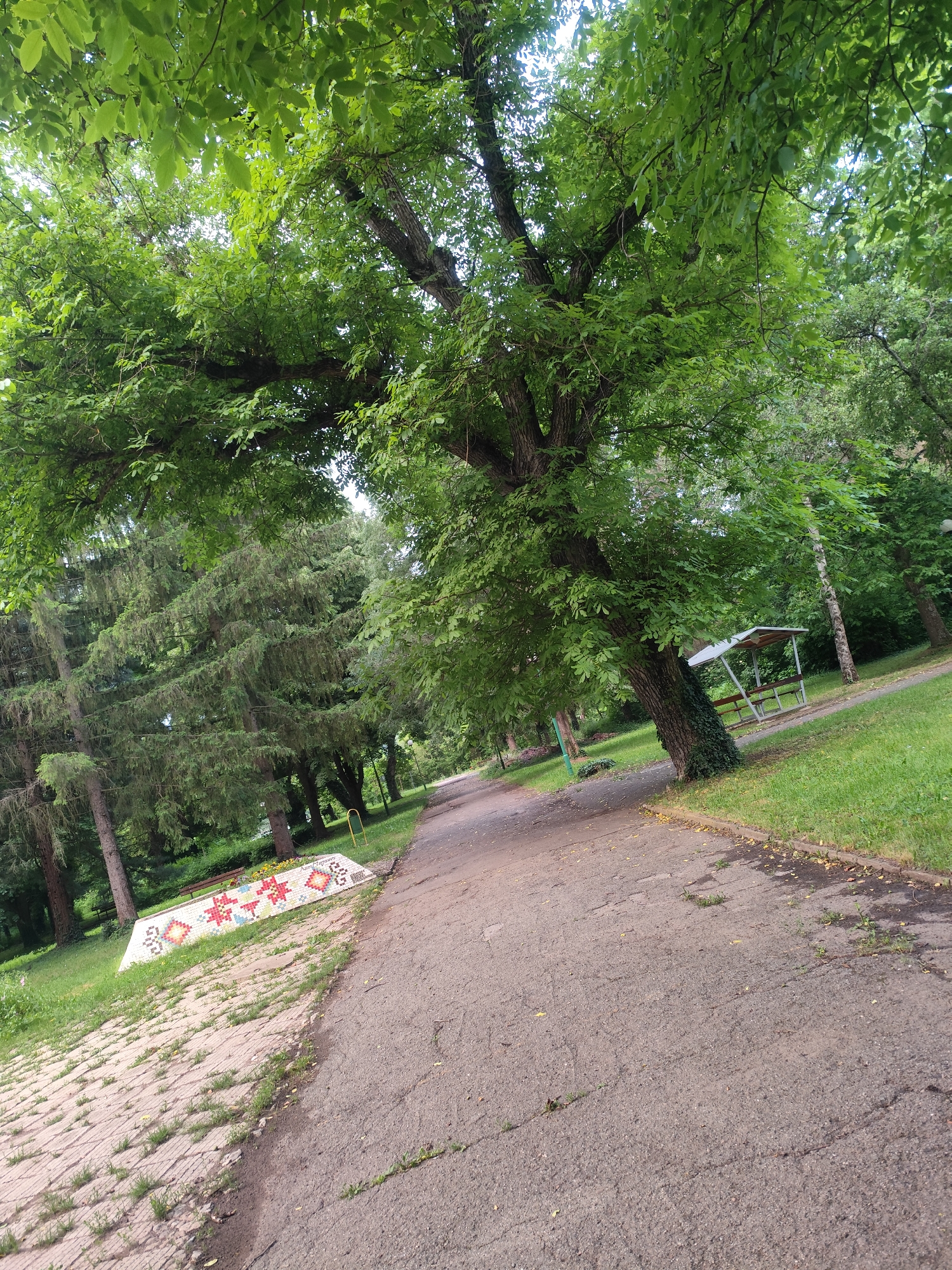 This image depicts a serene park scene in Starozagorski bani, Bulgaria, during what appears to be a bright, possibly overcast, daytime. A paved pathway, showing some cracks and grassy patches, winds diagonally from the foreground to the background.
Dominating the left and upper parts of the frame are numerous large, leafy trees with vibrant green foliage, some casting dappled shadows. A particularly prominent tree with a thick, leaning trunk, partially covered in ivy, stands to the right of the path in the mid-ground. To its left, a dense line of tall evergreen trees forms a green wall.
On the left side of the pathway, a wide section of textured paving stones with grass growing through them leads to a striking, rectangular mosaic structure. This structure is decorated with colorful geometric patterns in white, red, green, blue, and yellow, resembling a traditional rug or textile design. Prominently displayed on the mosaic in Cyrillic script is the text "Старозагорски бани," identifying the location as Starozagorski bani.
Further in the background, on the right, a small, open-sided gazebo or shelter with a light-colored roof and benches is visible amidst more trees and green grass. The scene is devoid of people, conveying a tranquil and natural atmosphere.