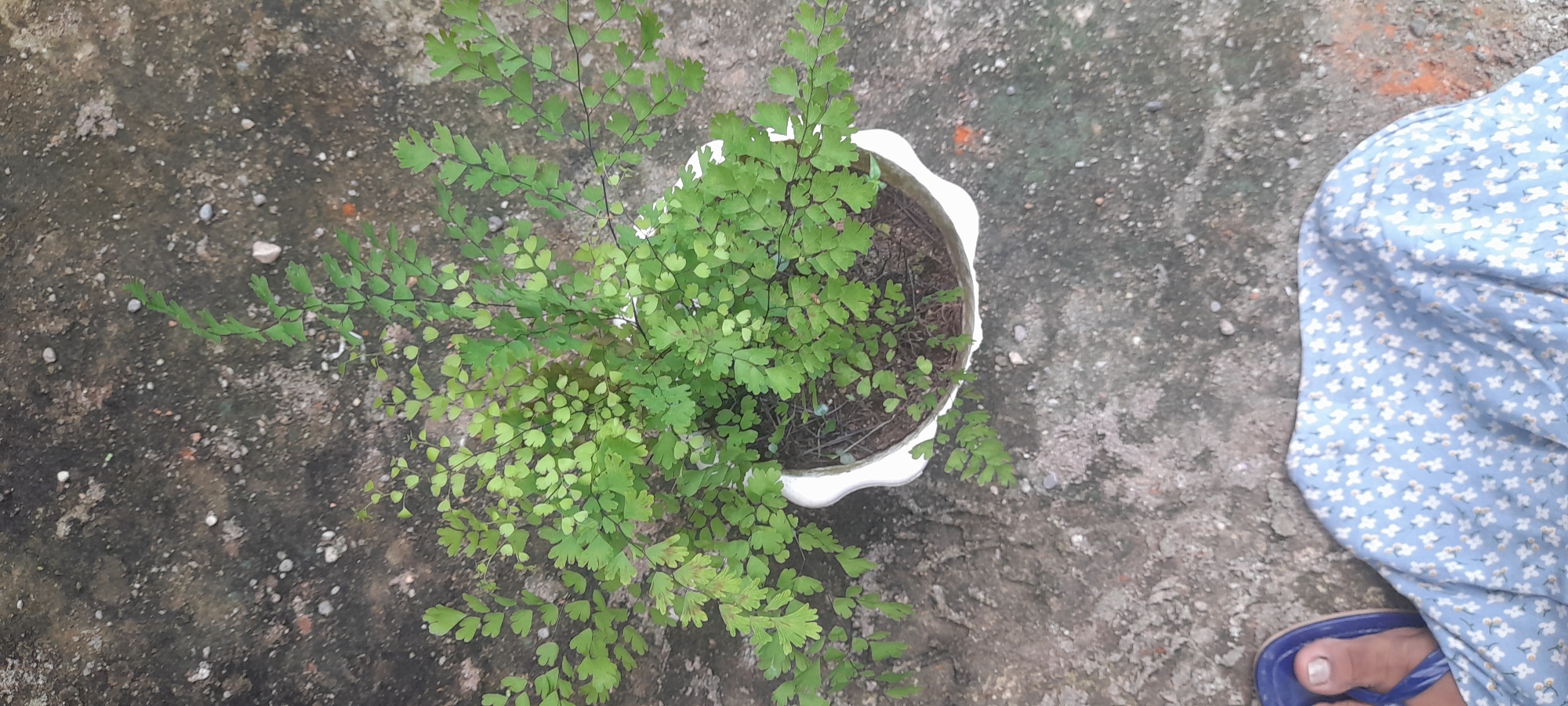 The image shows a maidenhair fern in a white pot on a concrete surface. The plant is lush and green. In the background is the lower portion of a person wearing a light blue floral dress and blue sandals, with the big toe visible. The location is Buketteukuh, Indonesia. The concrete appears weathered and textured. There is no clear indication of action or interaction. The scene seems static.