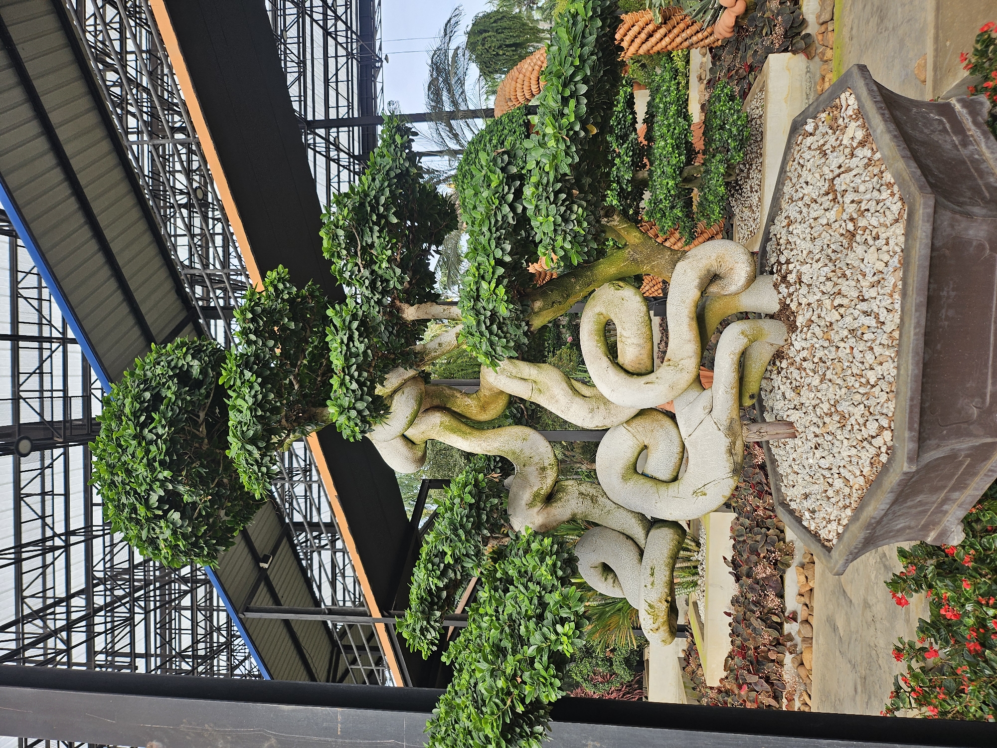 The image shows an ornate bonsai tree with thick, twisted roots resembling a coiled snake, housed in a dark brown, octagonal pot filled with small white pebbles. The tree is situated in a greenhouse with a transparent roof supported by a complex metal framework. In the background, more bonsai trees and decorative elements are visible, including a series of orange, conical structures that appear to be made of terracotta. The ground surface is a combination of concrete and decorative gravel. Red flowers are blooming in the foreground to the left. The overall scene is located in a nursery or botanical garden in Na Chom Thian, Thailand, as indicated by the environmental context and architectural style of the greenhouse. There are no people visible in the image.