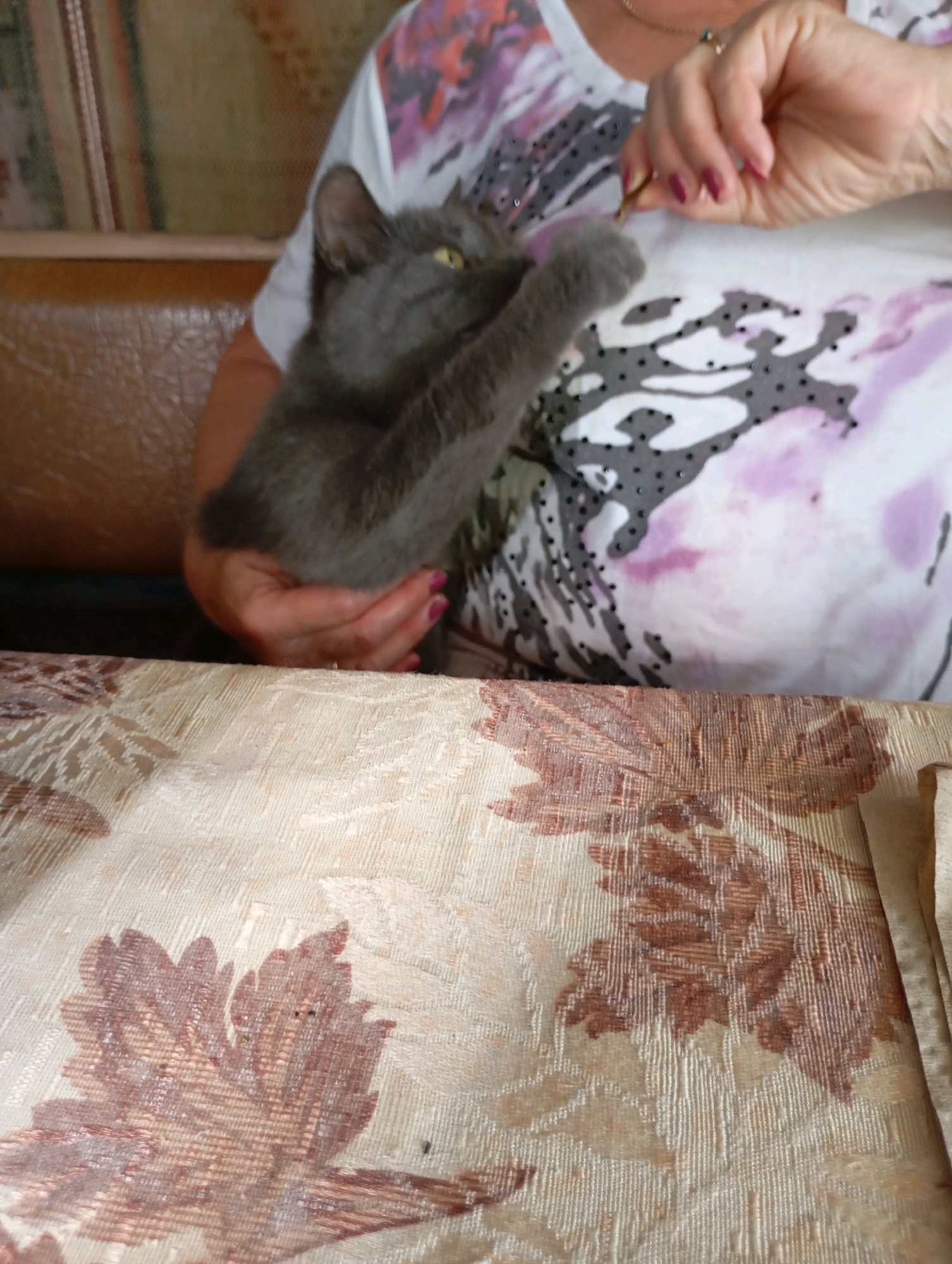 In Horishni Plavni, Ukraine, a close-up shot captures a person's torso and arms holding a grey cat. The cat is nestled against the person's chest, with its head tilted back and its mouth open, appearing to interact with something held by the person's hand. The person's right hand, with pink-painted fingernails, is extended towards the cat's face, holding a thin, light-colored object. The person is wearing a white t-shirt adorned with a floral-like pattern featuring shades of purple, pink, and grey, accented with small black dots. The background shows a blurry brown surface, possibly upholstery. In the foreground, a tablecloth with a textured pattern of brown and beige floral motifs is visible.