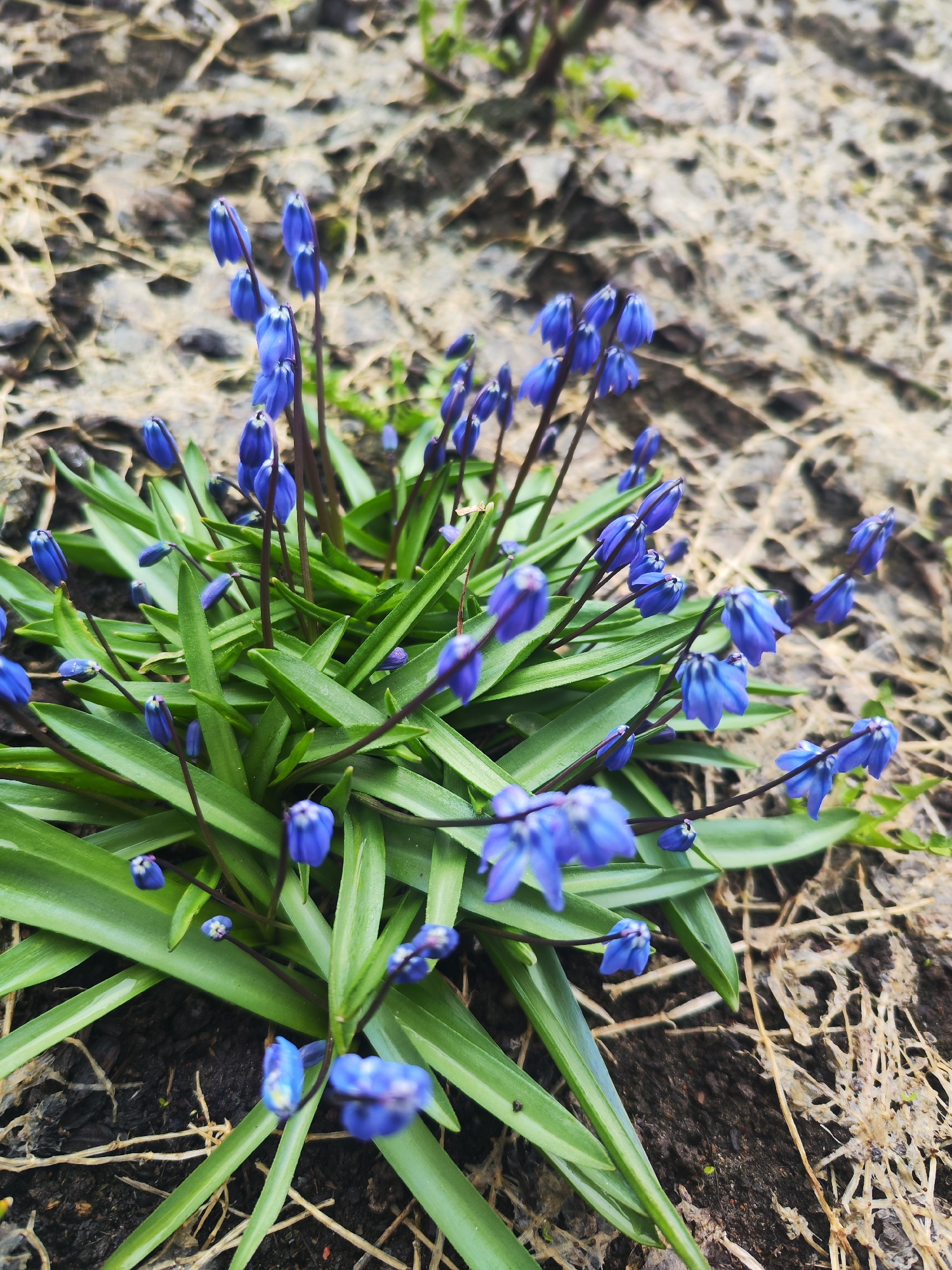 A close-up shot displays a cluster of bright blue Scilla siberica flowers amidst green leaves, set against a backdrop of soil and dried, decaying plant matter. The location is Chaikovsky, Russia. No people are visible. The subject is a cluster of Scilla siberica flowers. The primary objects are the blue flowers, green leaves, soil, and decaying plant matter. The action focuses on the presence and arrangement of the flowers and foliage. There are no visible interactions other than the natural arrangement of the plants. The environment is a garden setting, with the flowers blooming amidst a layer of decaying plant matter.