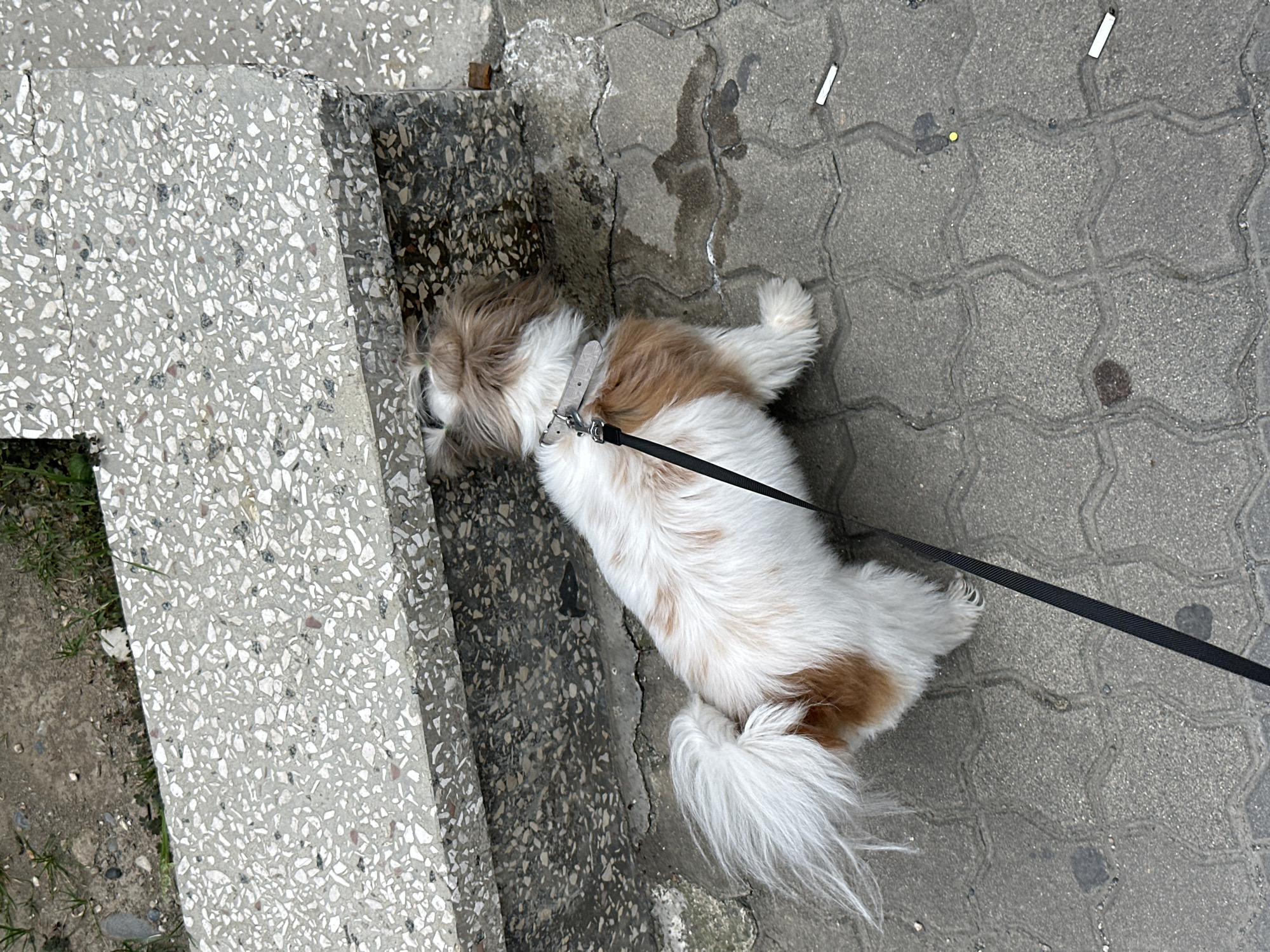 A small Shih Tzu-mix dog, white and tan, on a black leash, is sniffing at the base of a concrete step with a terrazzo finish. The dog is facing away from the camera. The ground is paved with interlocking concrete blocks, wet in places, with some grass and dirt visible in the upper left background. Two cigarette butts are visible on the pavement. The scene appears to be outdoors, likely on a sidewalk or pathway.