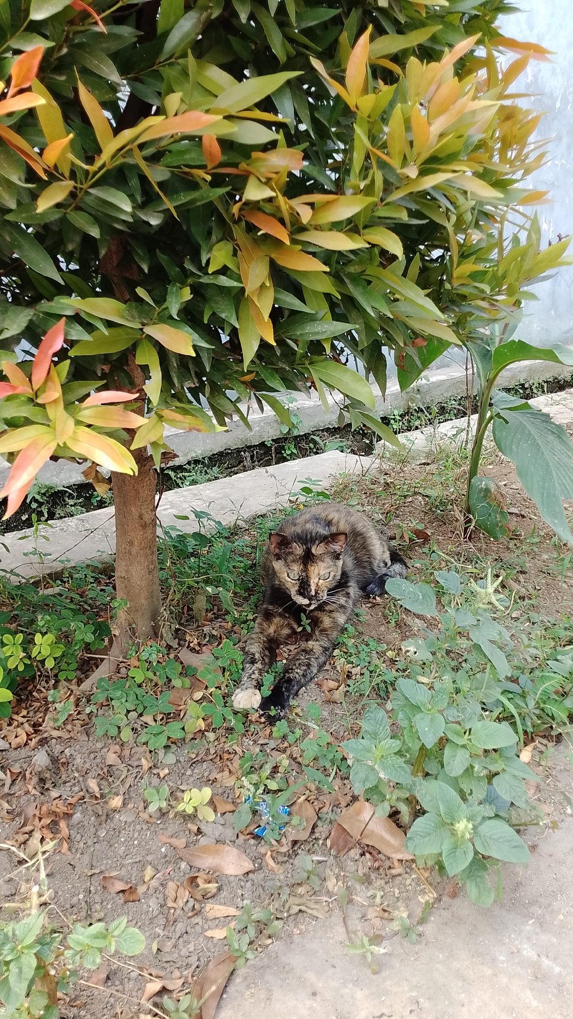 A tortoiseshell cat is lying on the ground under a tree with green and orange leaves. The cat is facing the camera with its front paws extended. The ground is covered with dirt, fallen leaves, and green clover-like plants. In the background, there is a concrete wall and a concrete barrier. The scene appears to be outdoors in a natural setting, possibly a garden or yard in Bojongsoang, Indonesia.