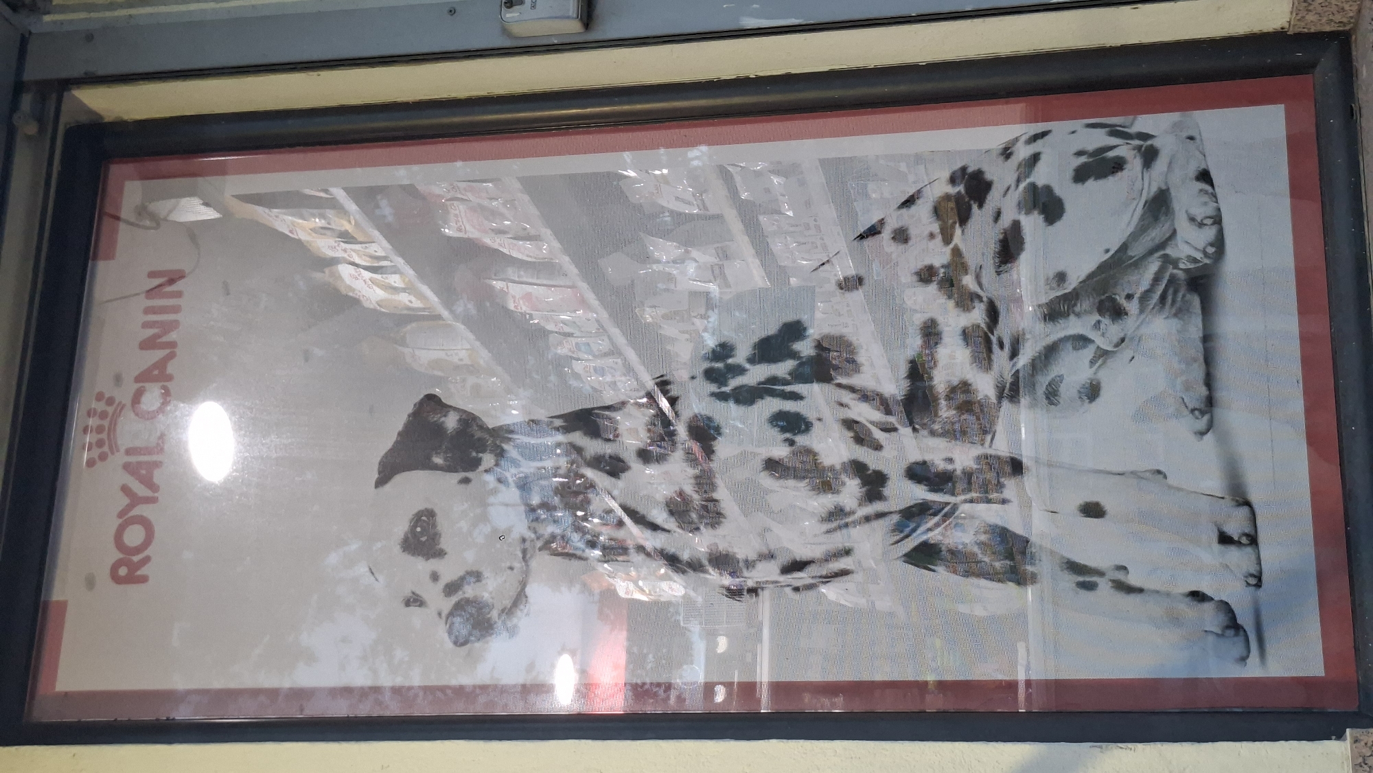 The image shows a poster of a Dalmatian dog with the "ROYAL CANIN" logo above it, displayed in the window of a shop. The poster is framed by a dark border and a thin red border. Behind the poster, shelves stocked with bags of pet food are visible, suggesting the shop sells pet supplies. The poster and shop window are reflective, showing a distorted view of the environment outside, including what appears to be a yellow wall and parts of a gray metal structure, potentially part of the building's exterior or a neighboring structure. The lighting in the image is uneven, with a bright circular reflection dominating the upper portion of the poster. The overall scene appears to be on a street in Podgorica, Montenegro.