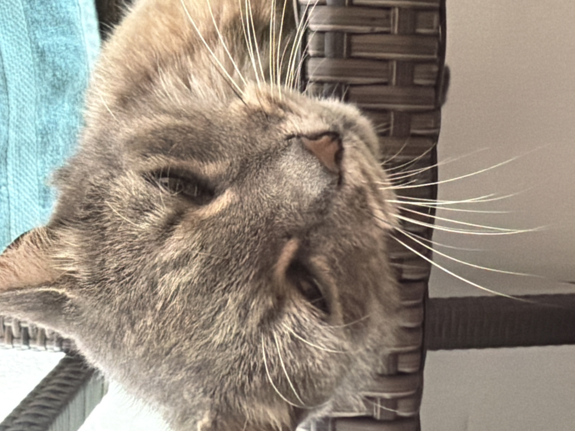 A close-up, slightly angled shot shows a grey cat resting its head on a wicker surface. The cat's eyes are partially closed, and its whiskers are long and white. The background consists of a blurred teal fabric. The scene is indoors, possibly on a balcony or patio, given the lighting and wicker furniture. The location in Prosena, Bulgaria is not discernible from the image.