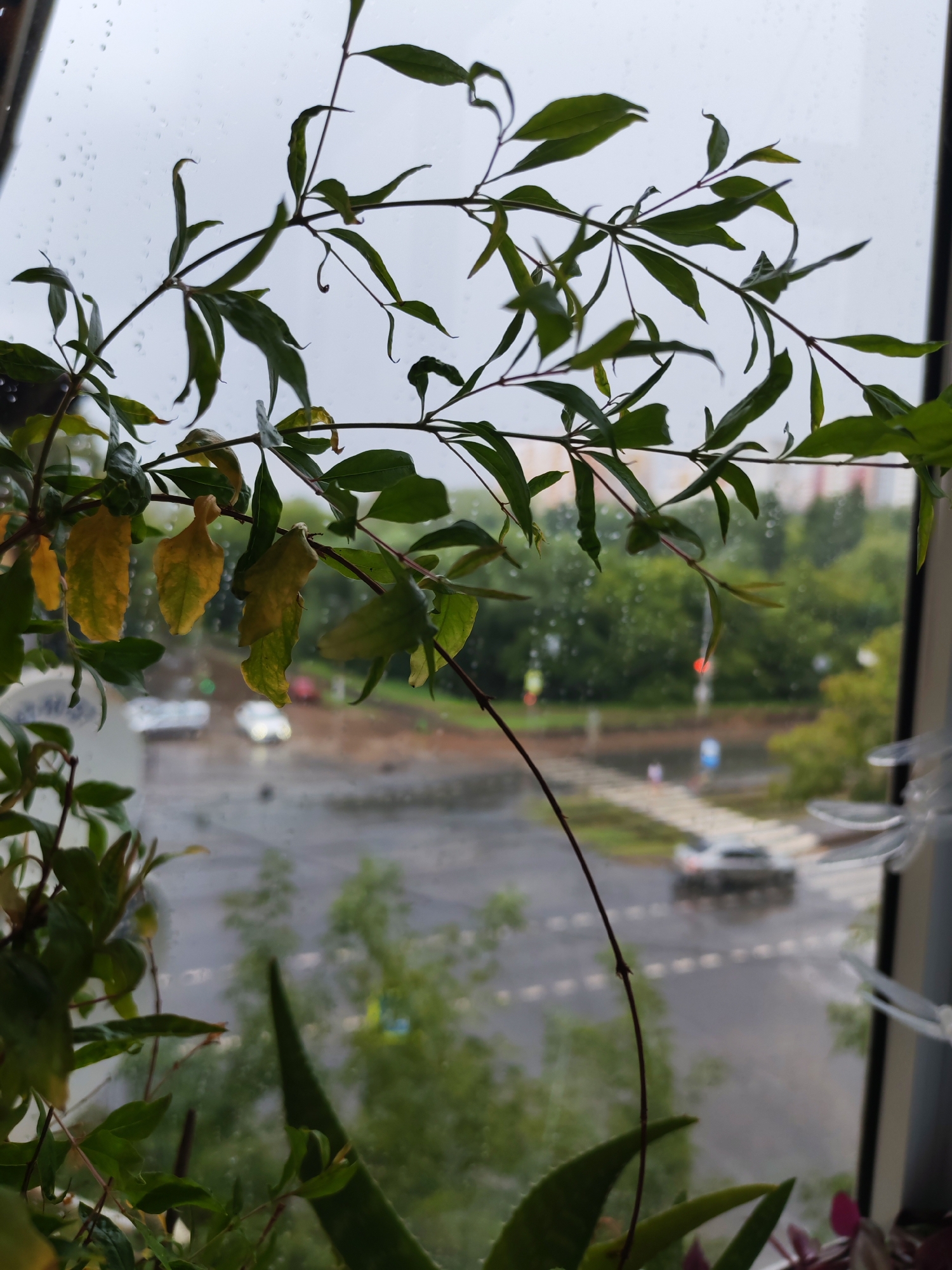 The image depicts a view through a window on a rainy day in Izhevsk, Russia. In the foreground, a plant with green and yellowing leaves is positioned on the windowsill, obscuring a significant portion of the view. The windowpane is covered in raindrops, adding to the atmospheric effect. Beyond the glass, a street scene is visible, featuring wet asphalt, a pedestrian crossing, and several cars. Trees and buildings form the backdrop, suggesting an urban environment. The sky is overcast and gray, consistent with the rainy weather. No people are clearly visible in the frame.