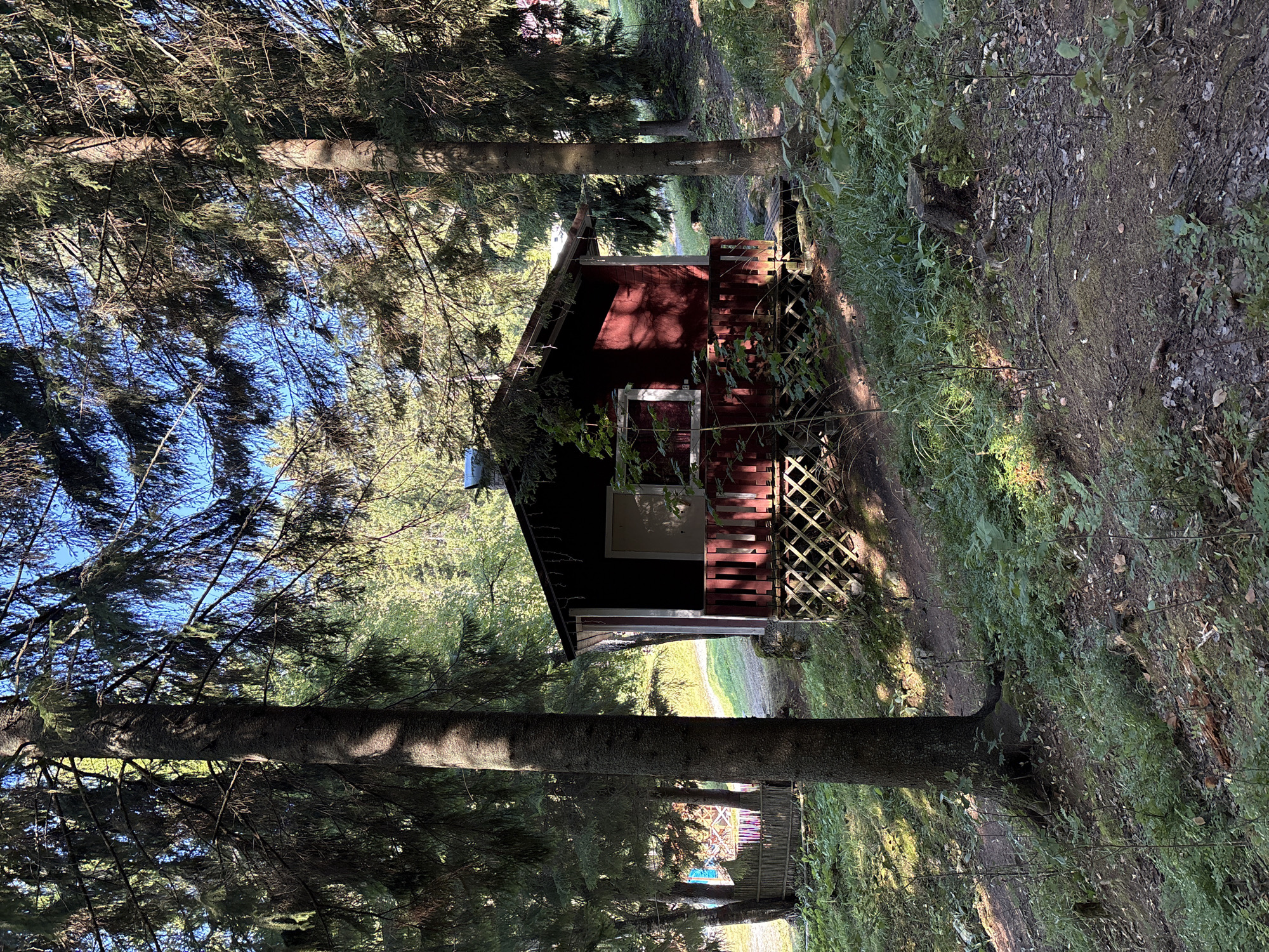 A small, red wooden cabin is nestled amongst tall coniferous trees in Rautalakhti, Russia. The cabin has a dark roof and a porch with a red railing and a diamond-patterned lattice below. A single window is visible on the front of the cabin. The ground around the cabin is covered in grass, moss, and fallen pine needles, with a dirt path leading away from the front of the structure. Sunlight filters through the dense foliage, casting shadows on the cabin and the forest floor. The scene appears to be a quiet, secluded spot in a wooded area. There are no people or animals visible in the image.