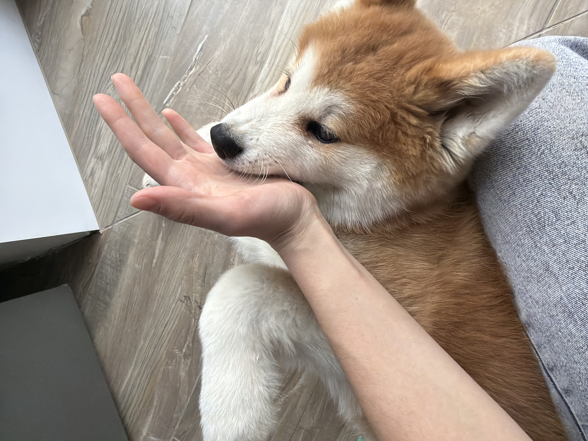 A close-up, high-angle shot depicts a light brown and white Shiba Inu puppy lying down with its head resting on a person's open left hand. The puppy has dark eyes and a black nose. The person is wearing denim pants and has fair skin. The background consists of a light-colored, wood-patterned floor and a white object. The location of the photo is the city of Chaikovsky, Russia.