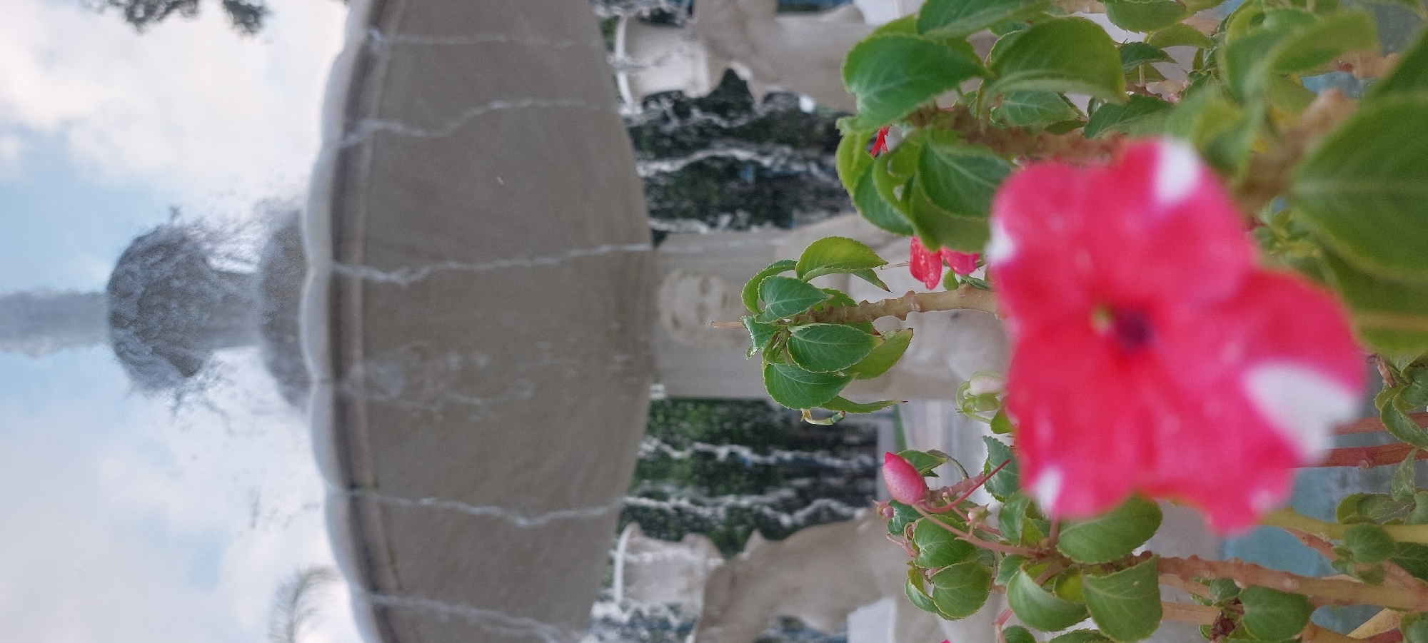 This outdoor photograph, likely captured in Caracas, Venezuela, features a close-up of a vibrant pink flower in the foreground, set against a backdrop of a decorative stone fountain and a blue sky.
In the immediate foreground, occupying the right side of the frame, is a large, vivid pink flower with subtle white accents. It is intentionally blurred, indicating a shallow depth of field, and appears to be part of a lush green plant with several leaves and smaller, developing red or pink flower buds.
Behind the plant and flower, a multi-tiered stone fountain dominates the left and central parts of the image. Water actively spouts from its upper levels and cascades down the various architectural tiers, creating dynamic white streaks and splashes against the light-colored stone. The fountain's design suggests a classic or ornate style.
The background reveals a clear blue sky with a few soft white clouds, indicative of a bright, sunny daytime setting. Beyond the fountain, some distant green foliage or trees are faintly visible, contributing to the natural, park-like atmosphere. The overall impression is one of serene beauty, combining man-made elegance with natural flora under a bright sky. There is no visible text in the image.