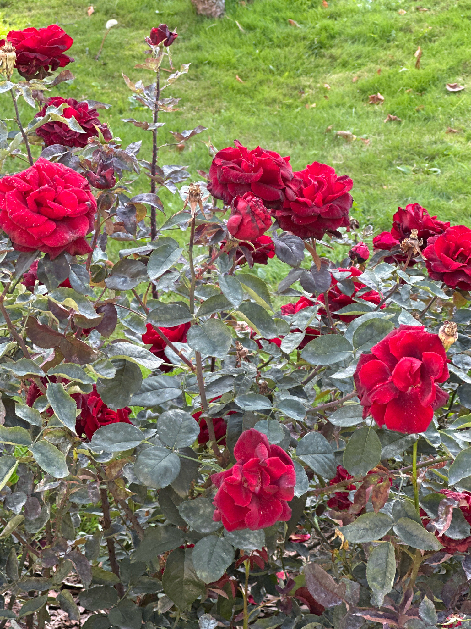 A close-up, medium shot captures a cluster of vibrant red roses in full bloom, set against a blurred backdrop of lush green grass. The roses, with their layered petals, show dew drops clinging to their surfaces, indicating a recent watering or morning mist. Some roses are fully open, displaying their intricate centers, while others are still in bud form. The foliage is a deep green, with some leaves showing signs of age or slight browning. The stems are thorny and woody, typical of a rose bush. The ground beneath the bush is covered with dark mulch or soil. The scene is natural and serene, suggesting a garden setting. This image was taken in Minsk, Belarus.