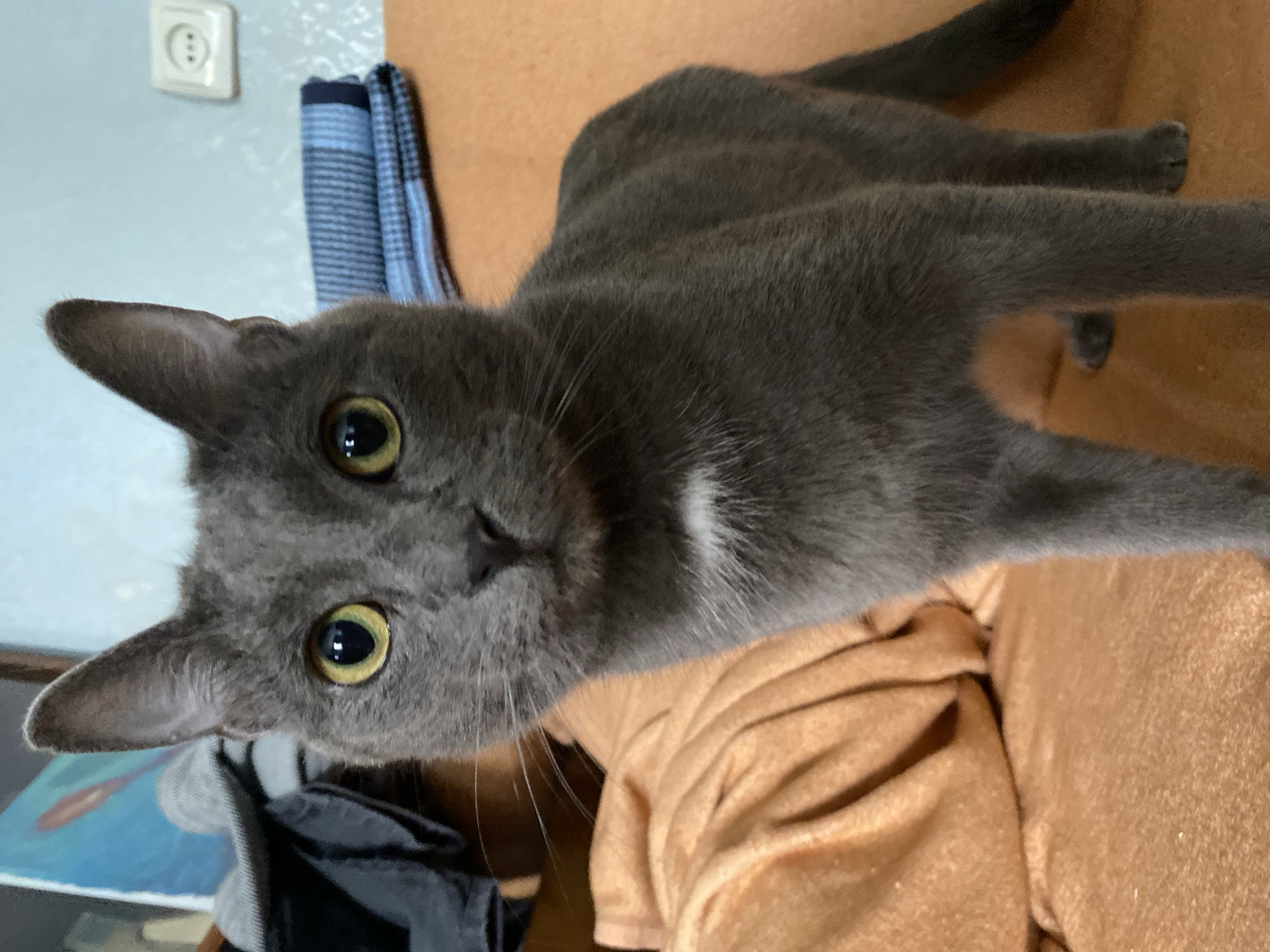 An indoor, eye-level medium shot shows a short-haired, gray cat with bright yellow eyes, standing on a textured, orange surface. The cat is facing forward, its head tilted slightly. A small patch of white fur is visible on its chest. In the background, a blue and white striped cloth is folded on a shelf, and a white electrical outlet is mounted on a light blue wall. To the left of the cat, dark clothing is draped over an unseen object. The cat's tail is partially visible on the right side of the frame.