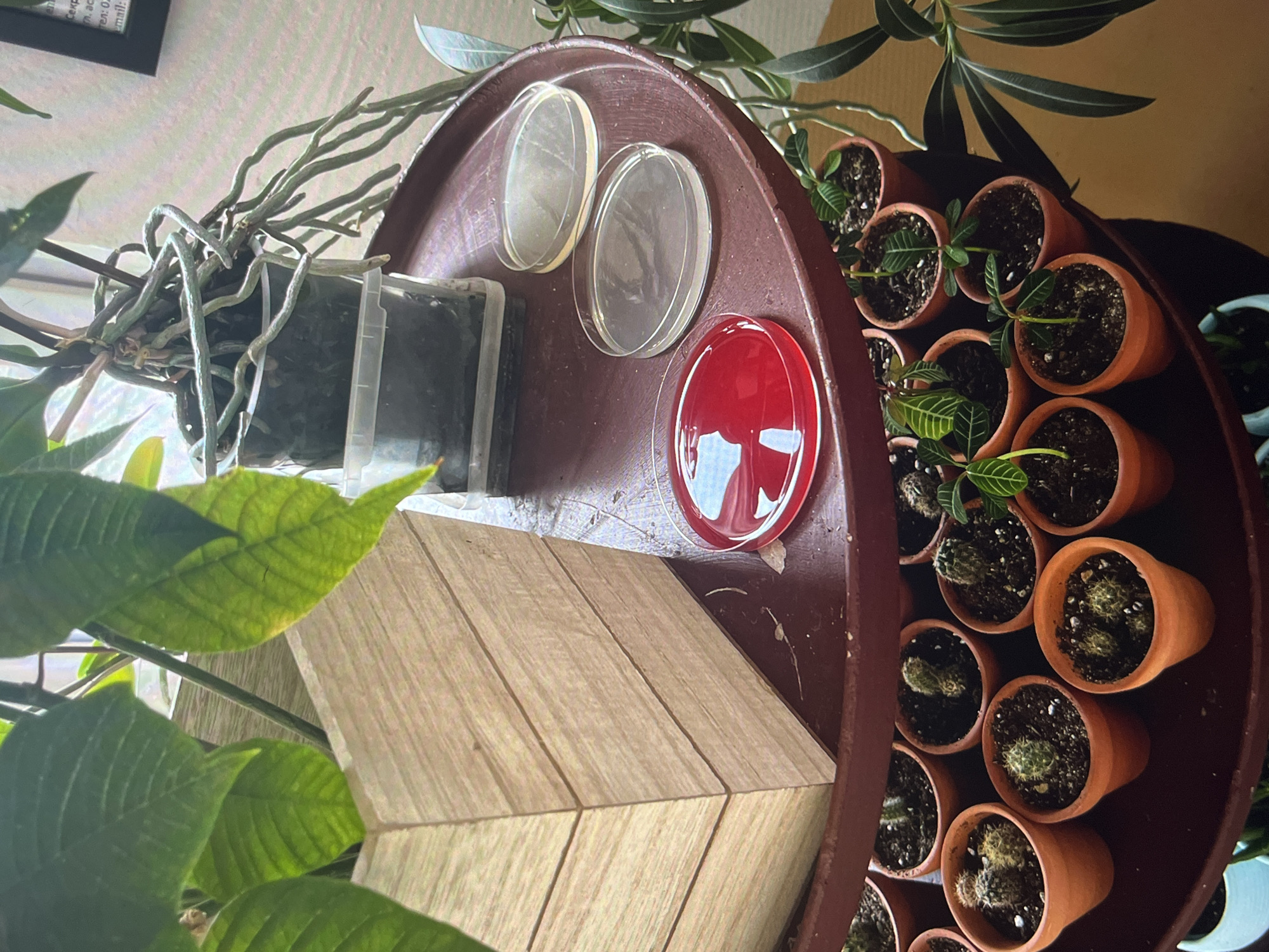 The scene presents a collection of potted plants and petri dishes arranged on a maroon-colored tray. Small terracotta pots, some containing cacti and others with small leafy plants, line the right side of the tray. To the left, there are two clear petri dishes and one with a red substance inside. Behind these is a translucent container housing a plant with prominent aerial roots. A light-colored wooden structure is visible in the foreground, partially obscured by large green leaves. The location appears to be indoors, but the city and specific details about the environment are unknown.
