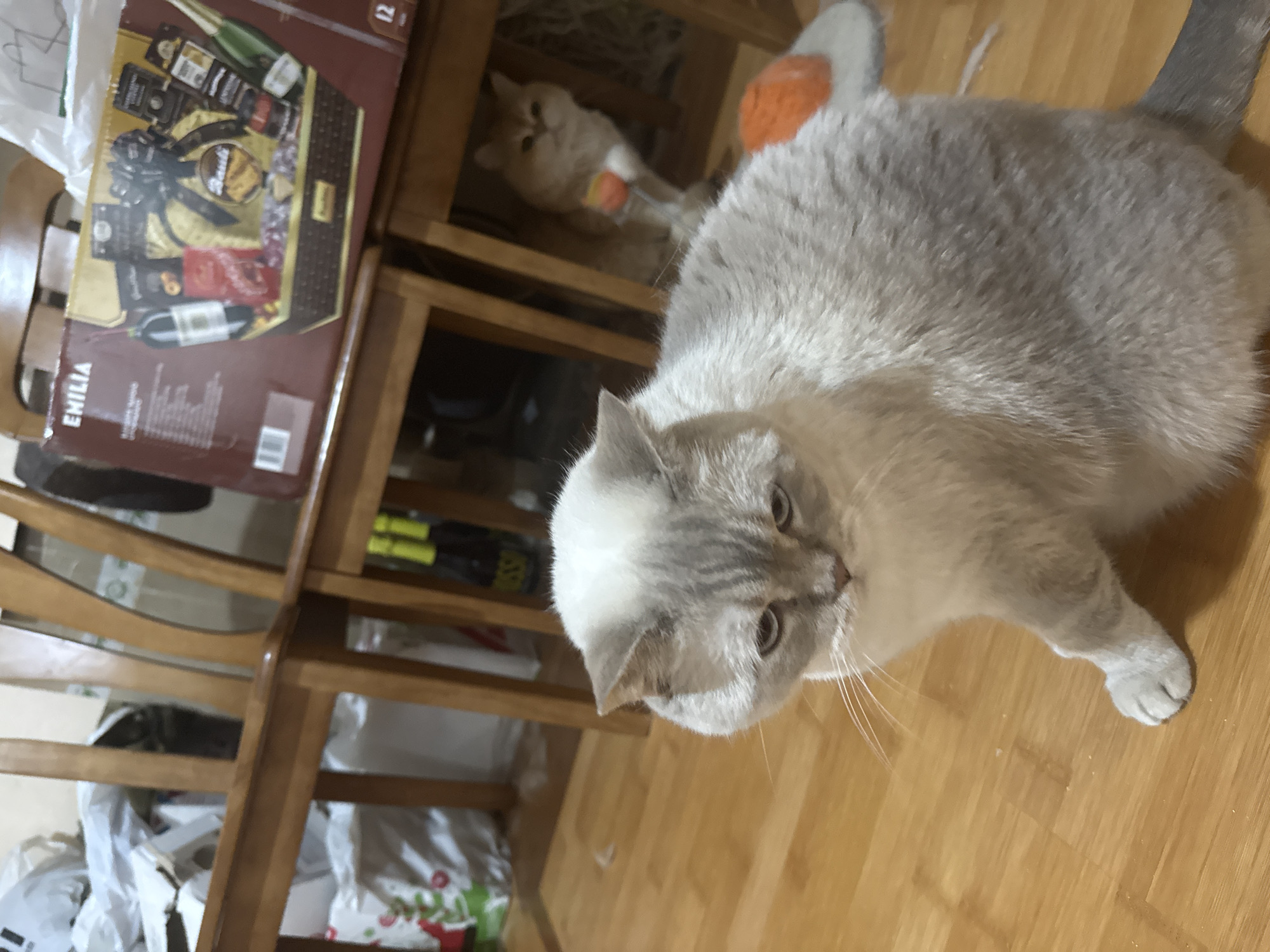 A domestic shorthair cat with light grey and white fur is sitting on a wooden floor. The cat is facing forward and looking down with a slightly melancholic expression. In the background, another cat, a ginger domestic shorthair, is visible under a wooden chair. There are also several wooden chairs and a gift basket on display. The environment appears to be an indoor setting, possibly a home. There is no indication of the specific location in Dnipro, Ukraine, beyond it being an indoor domestic scene.