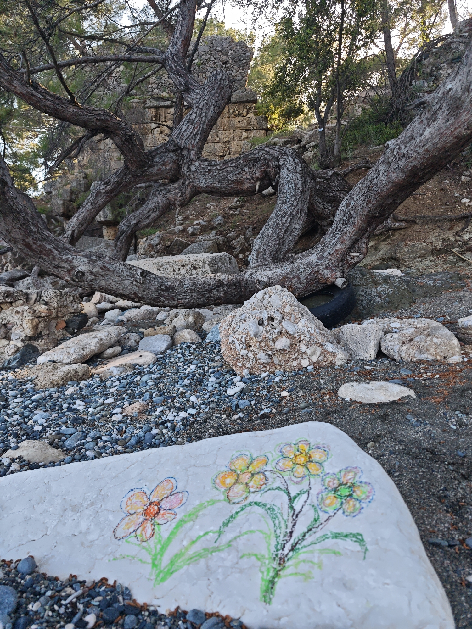 This vertical outdoor shot presents a rugged coastal scene in Kemer, Turkey, under natural daylight. In the foreground, a large, smooth, light-colored stone features a colorful drawing of three flowers, rendered in crayon or chalk. The flowers have yellow and orange petals with green stems and leaves. This stone rests on a dark, pebbly beach composed of small, rounded grey, white, and black stones mixed with sand.
The mid-ground is dominated by the expansive, gnarled, and multi-trunked branches of a large, mature tree, likely a pine, with distinctive textured bark. The tree's lower branches stretch horizontally across the frame. Beneath one of these branches, a black tire is partially visible and buried amongst larger rocks and debris.
In the background, visible through and behind the tree branches, are the stone walls and foundations of ancient ruins, partially overgrown with green foliage. More trees and dense vegetation cover the rising terrain behind the ruins. The lighting suggests late afternoon or early morning, with warm light illuminating parts of the foliage and ruins. No people are visible, and there is no discernible text in the image. The scene uniquely combines natural elements, historical remnants, and a touch of human presence through the drawing and discarded tire.