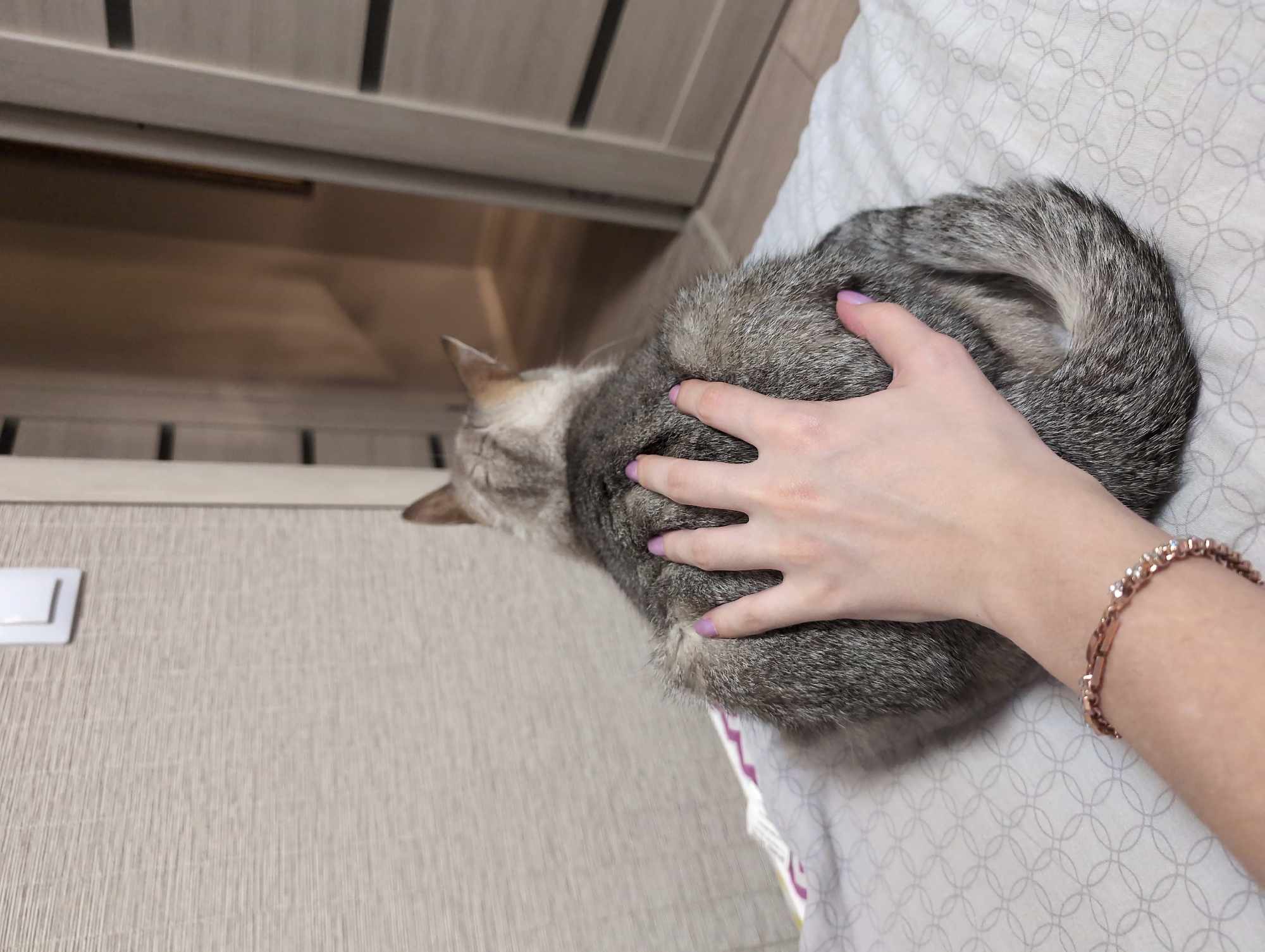 A woman's hand with lavender-colored nail polish rests on a curled-up gray tabby cat. The cat is lying on a bed with patterned gray and white sheets. The woman is wearing a rose-gold bracelet. In the background is a wall with wood paneling. A light switch is visible on the wall. The location is Izhevsk, Russia.