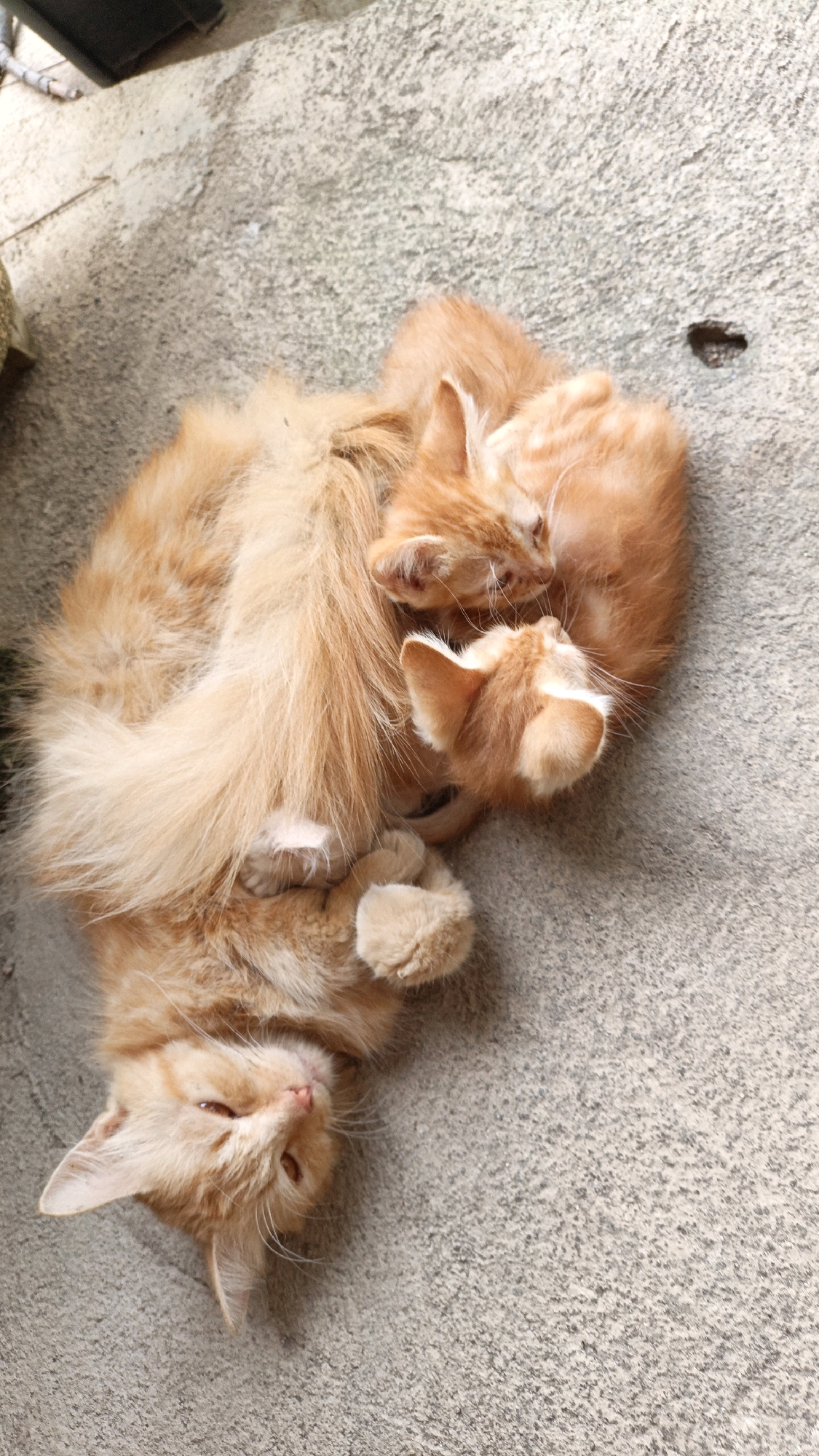 Three ginger kittens are sleeping curled up together on a concrete surface. The largest kitten is on its back with its paws in the air, while the other two kittens are nestled together. The concrete appears to be outdoors, possibly in a residential area. There are no other people or animals visible in the image. The image is taken from a high angle, looking down on the kittens. The lighting suggests it is daytime. There is no specific information in the image that indicates the location within Cikal, Indonesia.