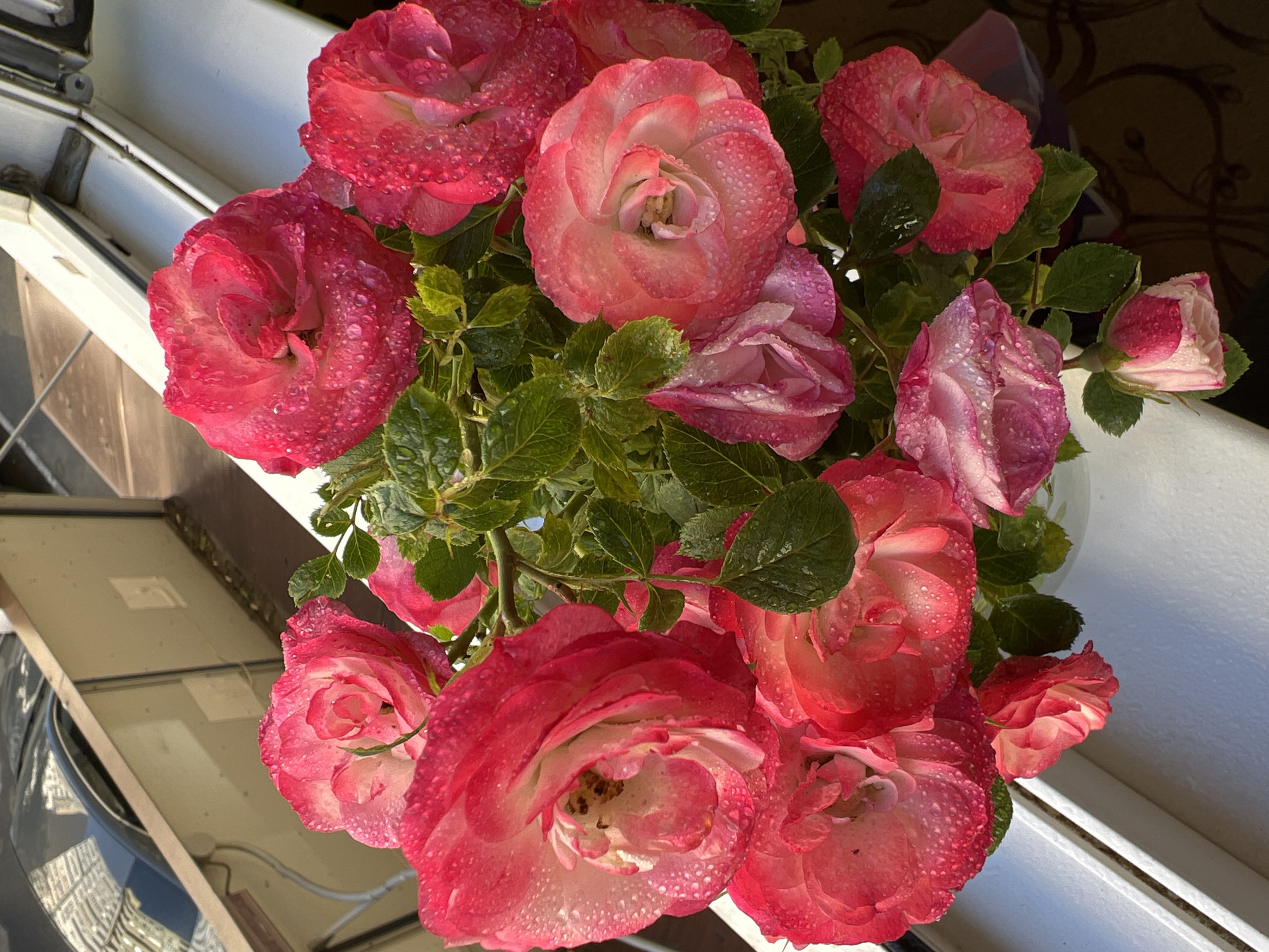 The media file displays a vibrant bouquet of pink and white roses, richly adorned with numerous water droplets on their petals and accompanying green leaves. The roses exhibit a gradient of color, with deeper pinks on the outer edges transitioning to lighter pinks and white towards their centers.
No specific activity or event is taking place, but the roses appear freshly picked or recently watered, arranged for display.
Notable details include the glistening water droplets, which suggest either morning dew or recent rainfall. The lighting is bright and natural, indicating it is daytime. The background is composed of several elements: a prominent white, linear structure (likely a windowsill or balcony railing) occupies the left and bottom sections, suggesting an outdoor or semi-outdoor setting. Below this, a dark, reflective surface with subtle reflections (possibly a car roof or building material) is visible. The upper right portion of the background is a dark, patterned surface, which could be an indoor wall or a curtain seen from an open window. The overall impression is one of freshness and natural beauty.
There is no visible text in the image.