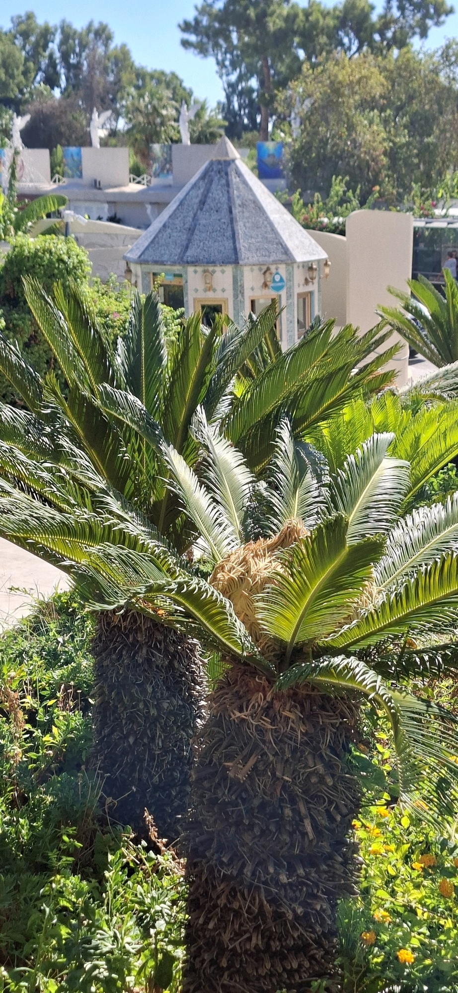 The image depicts a lush garden scene with prominent cycad plants in the foreground. Behind the foliage, a small, octagonal building with a blue-tiled roof is visible, adorned with decorative tiles and windows. In the background, several white statues, resembling angels with outstretched wings, are placed on top of structures that appear to be part of a resort or hotel. The environment suggests a warm climate, with abundant greenery and a clear blue sky. The location is identified as Kemer, Turkey, likely a tourist destination given the statues and architectural style. No specific actions or interactions are observable.
