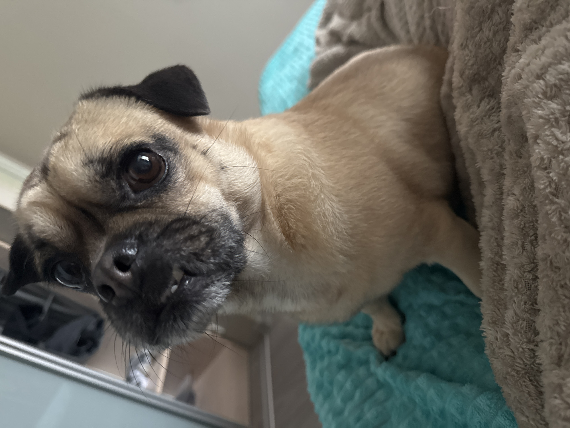 A fawn pug is perched on a light blue blanket next to a gray plush blanket. The pug is looking down at the camera. The location is likely indoors. The city of Krasnodar, Russia, is not discernable from the provided image.