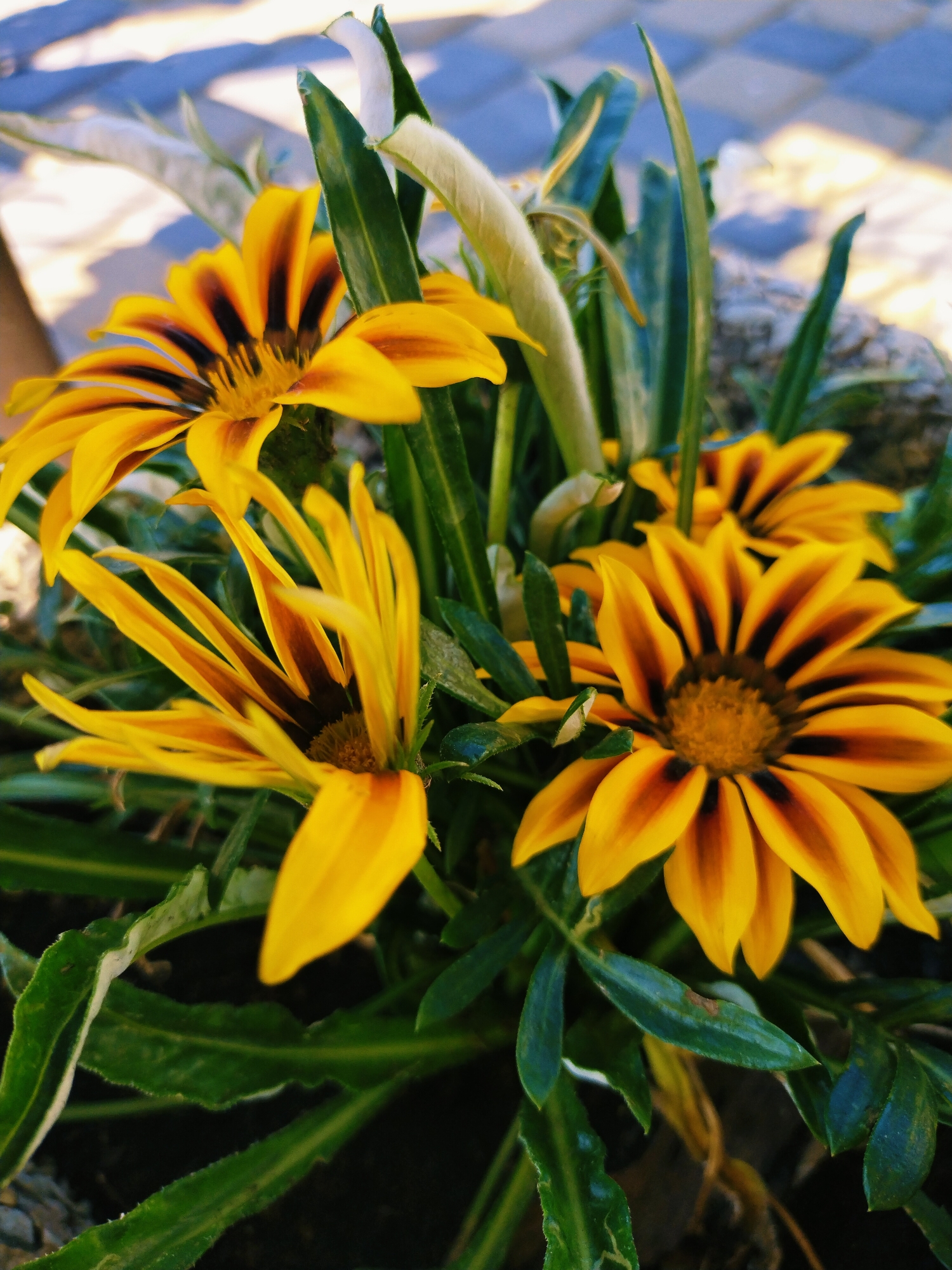 A close-up, high-angle shot captures a cluster of bright yellow and orange striped gazania flowers. The flowers are in focus, with their petals unfurled and radiating outwards from a dark center. Green foliage surrounds the blooms, creating a lush backdrop. In the upper left and upper right corners, out-of-focus elements suggest an outdoor setting, possibly a sidewalk or paved area with dappled sunlight. The image was taken in Horishni Plavni, Ukraine.
